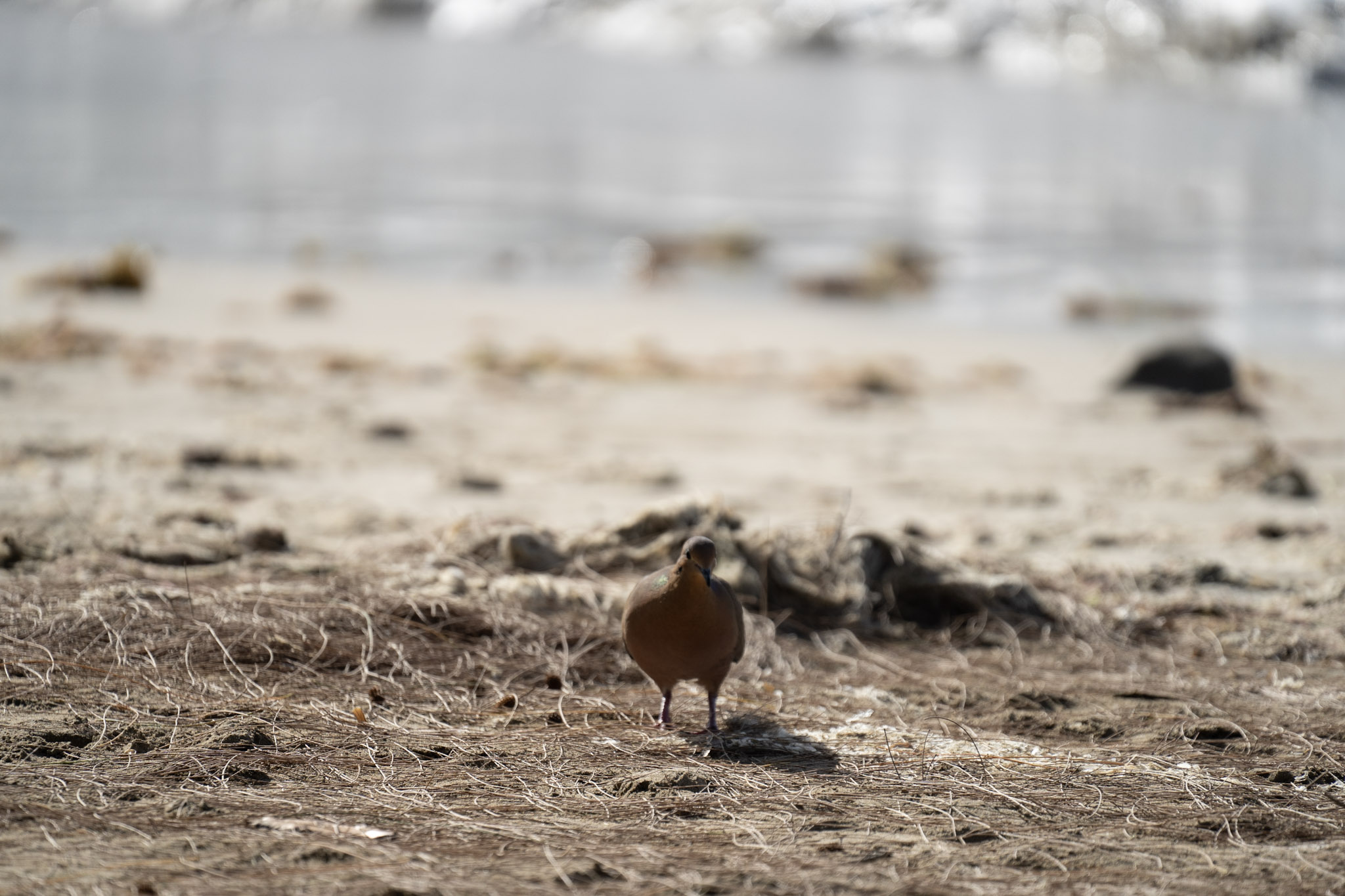 2021-12-30_Luquillo - foto 62