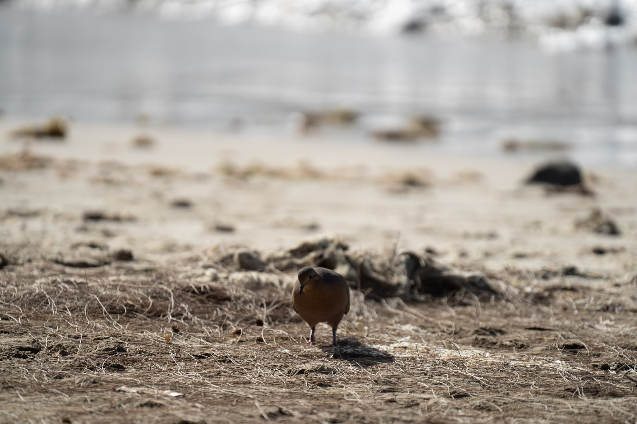 2021-12-30_Luquillo - foto 63