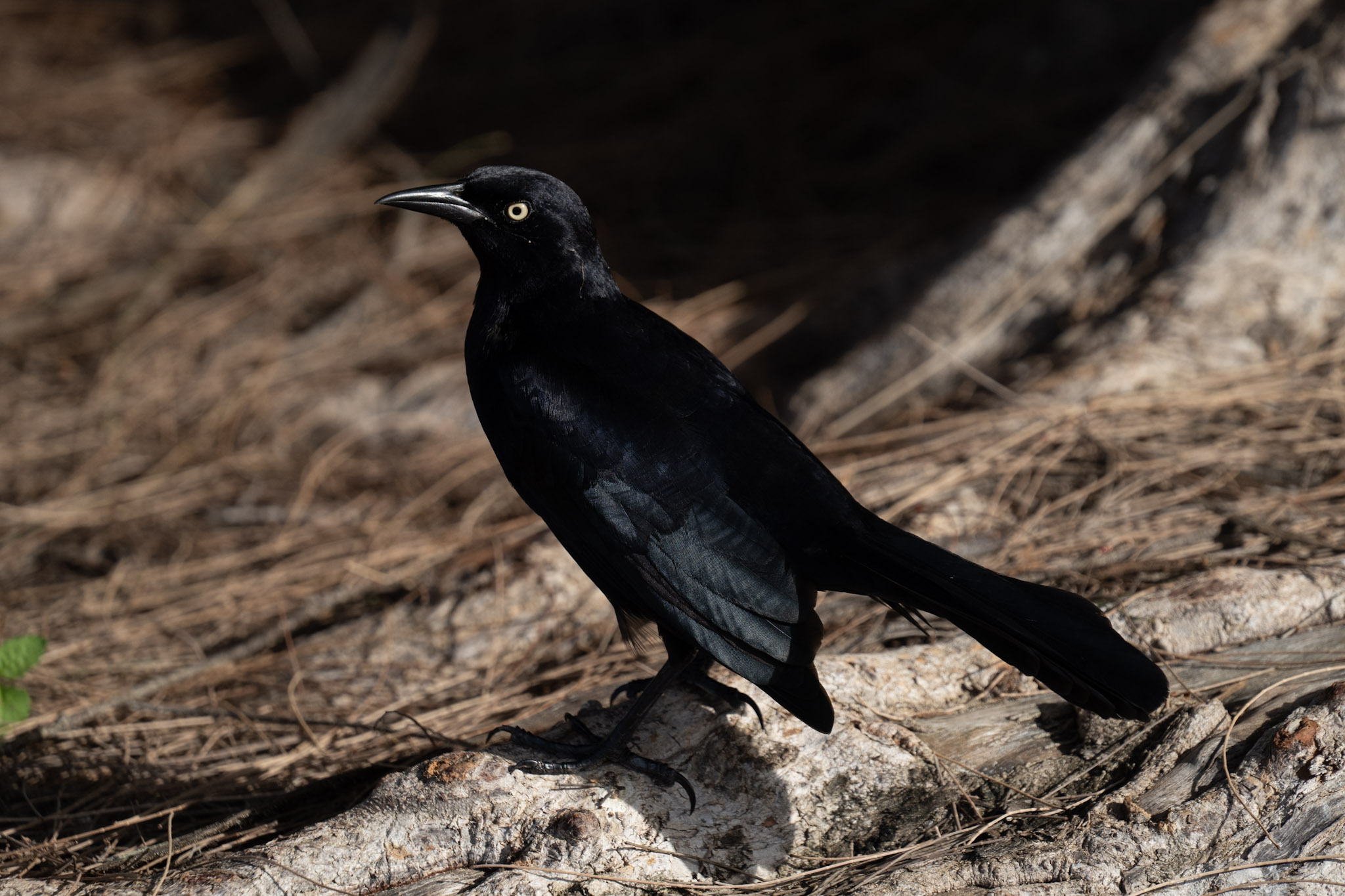 2021-12-30_Luquillo - foto 182