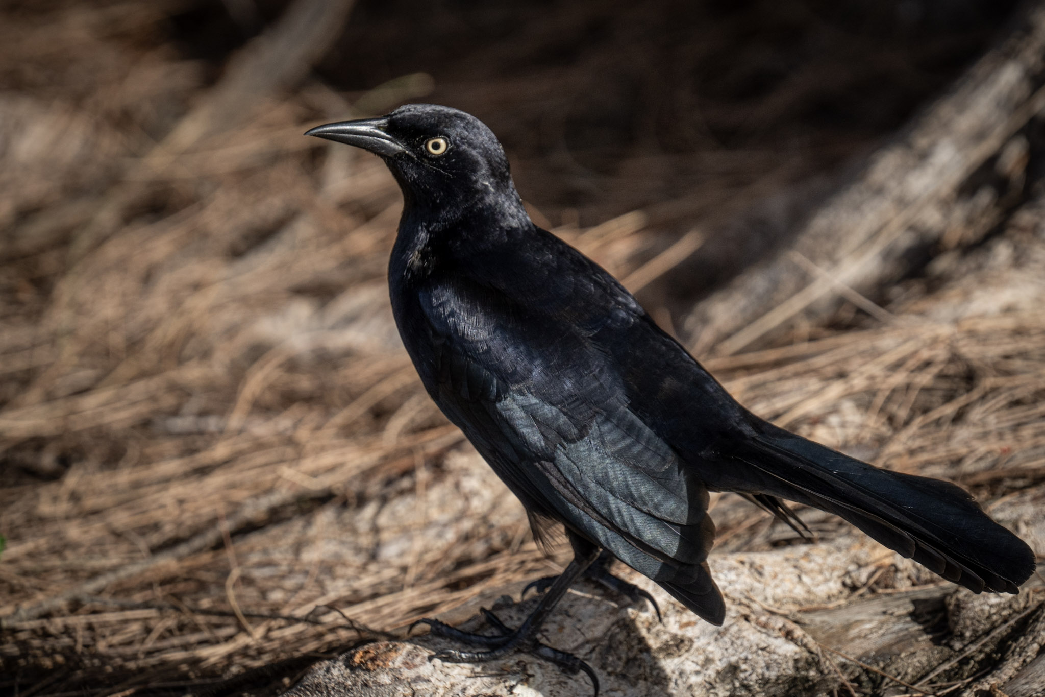 2021-12-30_Luquillo - foto 183