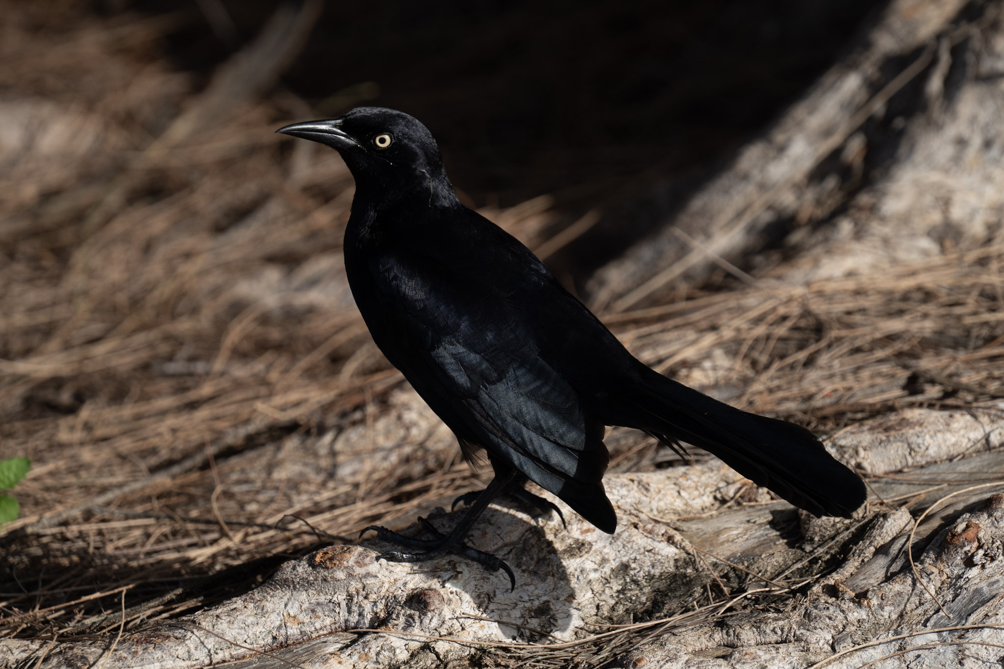 2021-12-30_Luquillo - foto 185