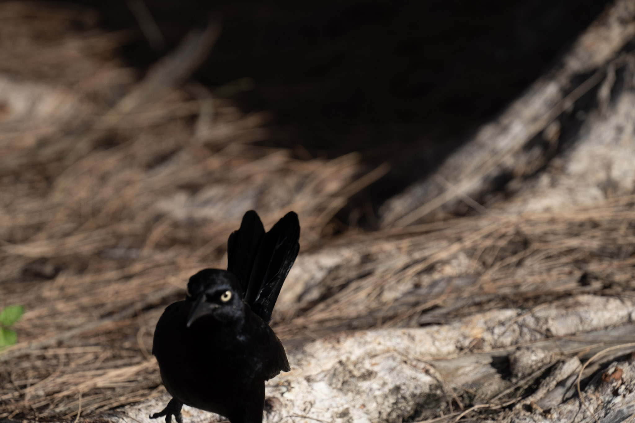 2021-12-30_Luquillo - foto 186