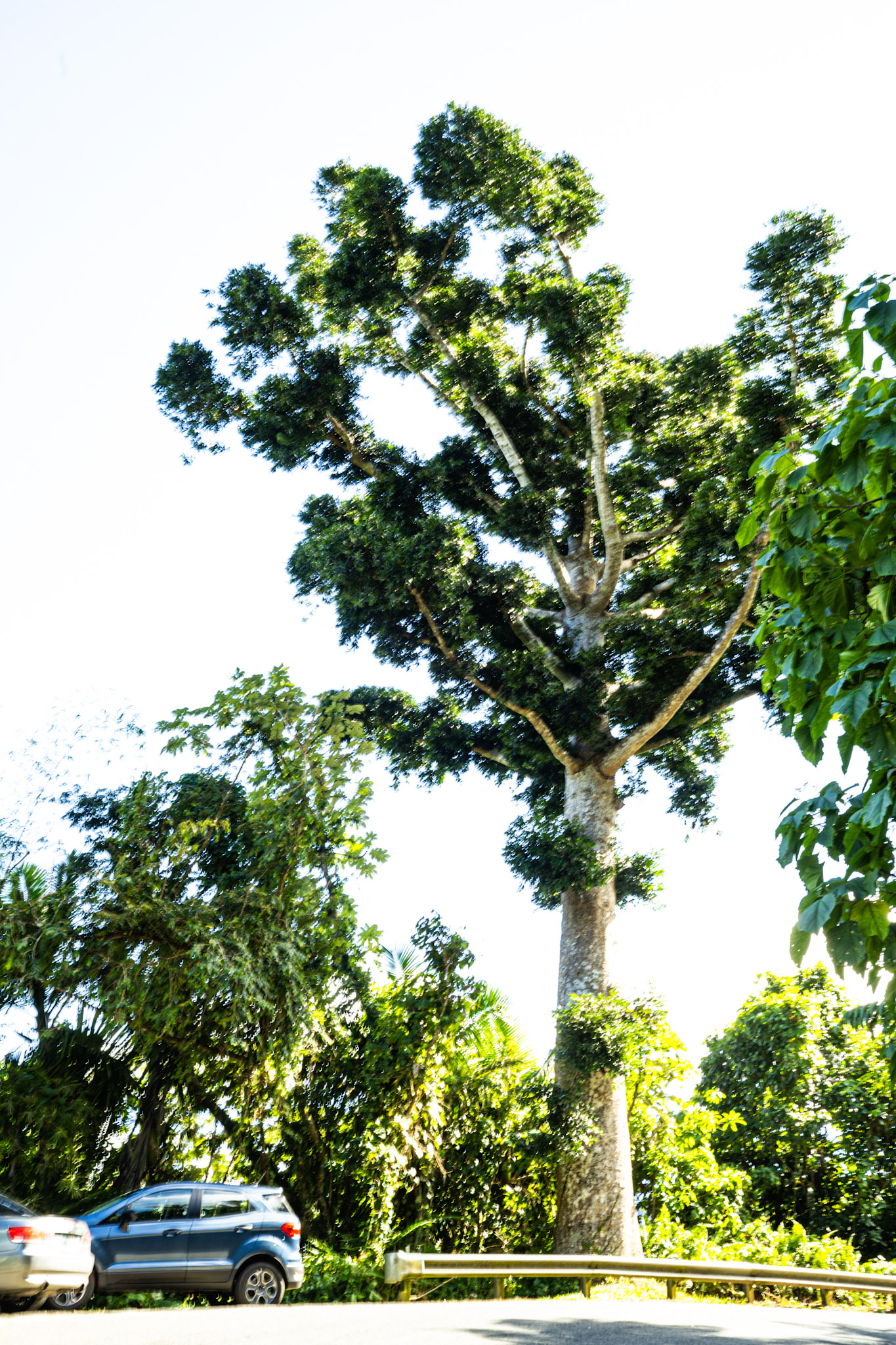 2022-01-02_Yunque - foto 44