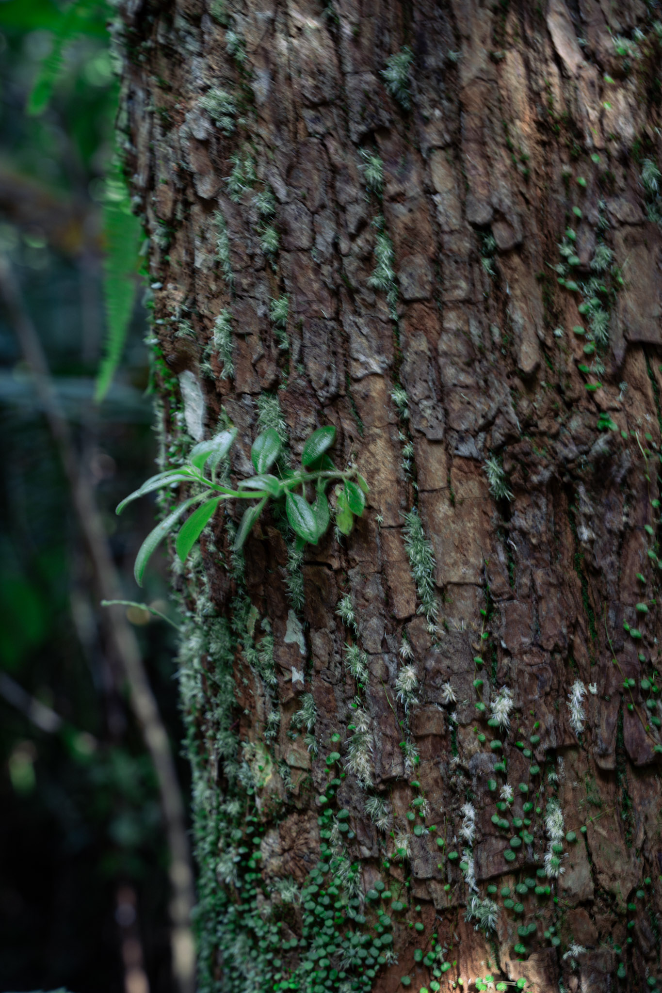 2022-01-02_Yunque - foto 56