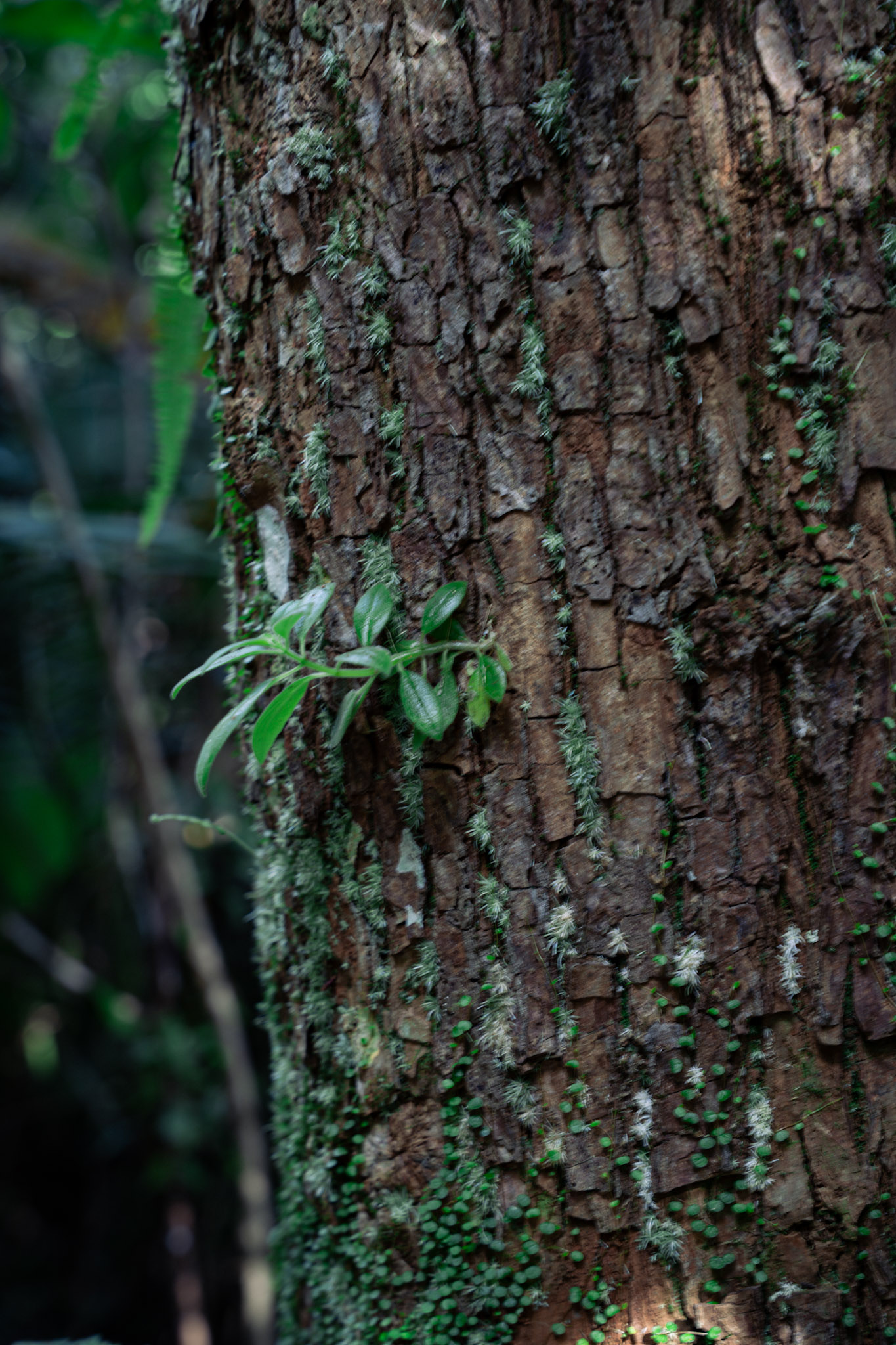 2022-01-02_Yunque - foto 57