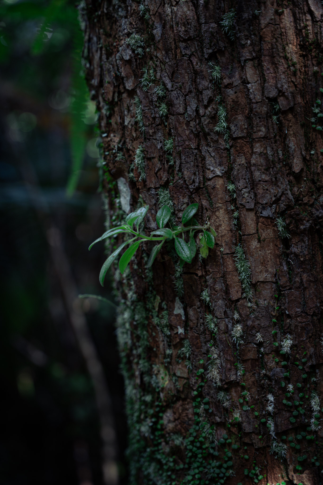 2022-01-02_Yunque - foto 58
