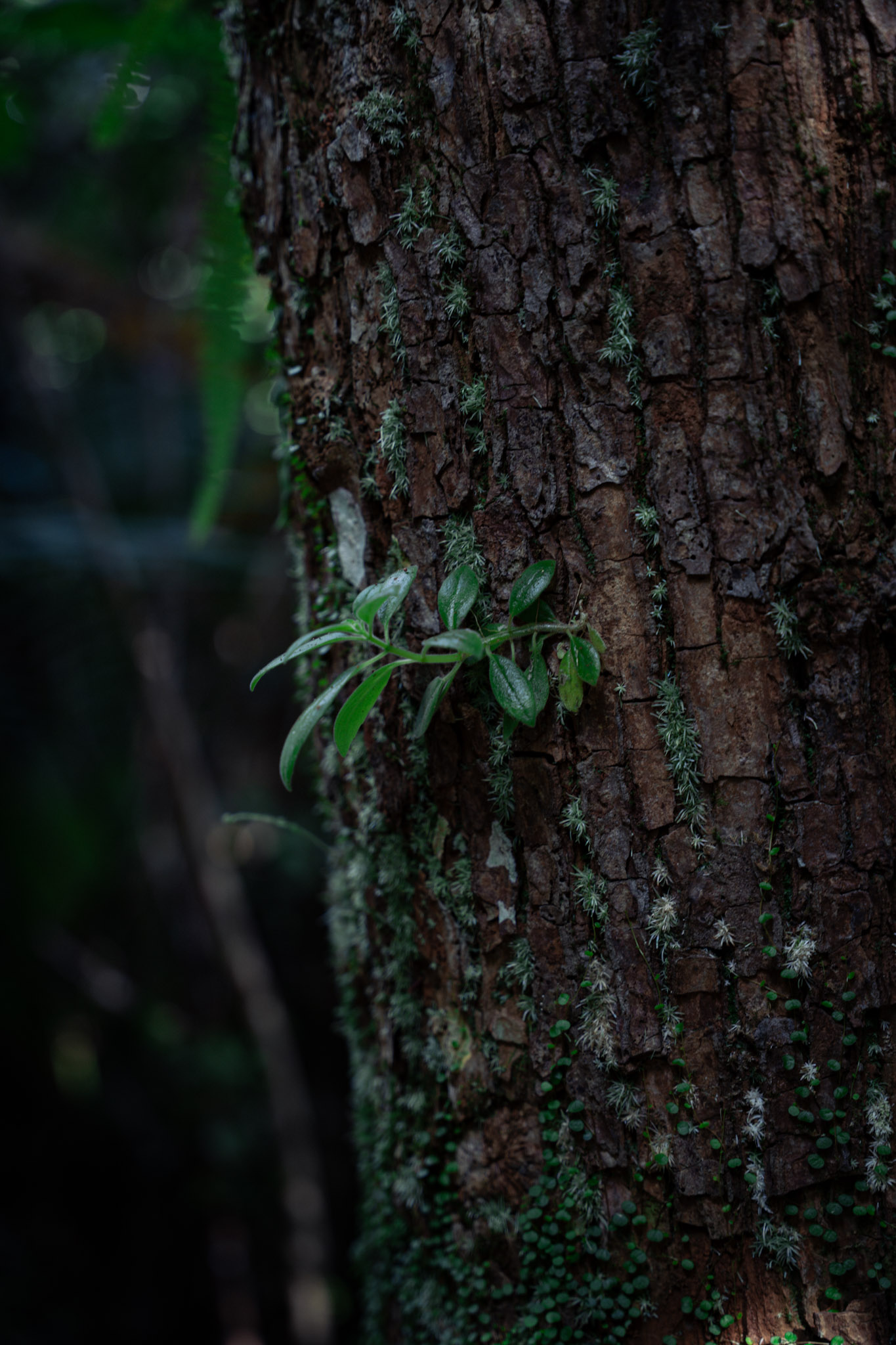 2022-01-02_Yunque - foto 59