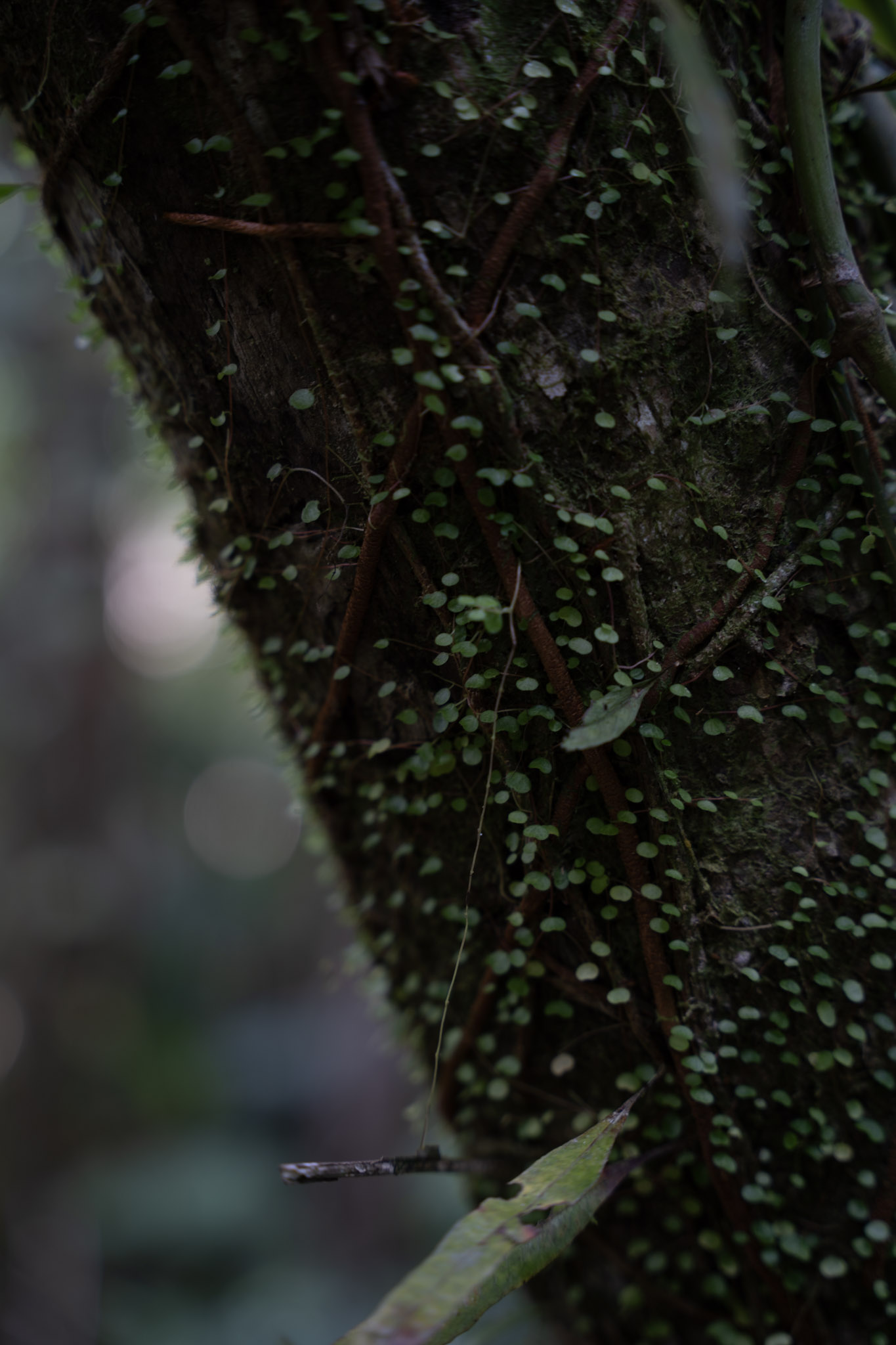 2022-01-02_Yunque - foto 70