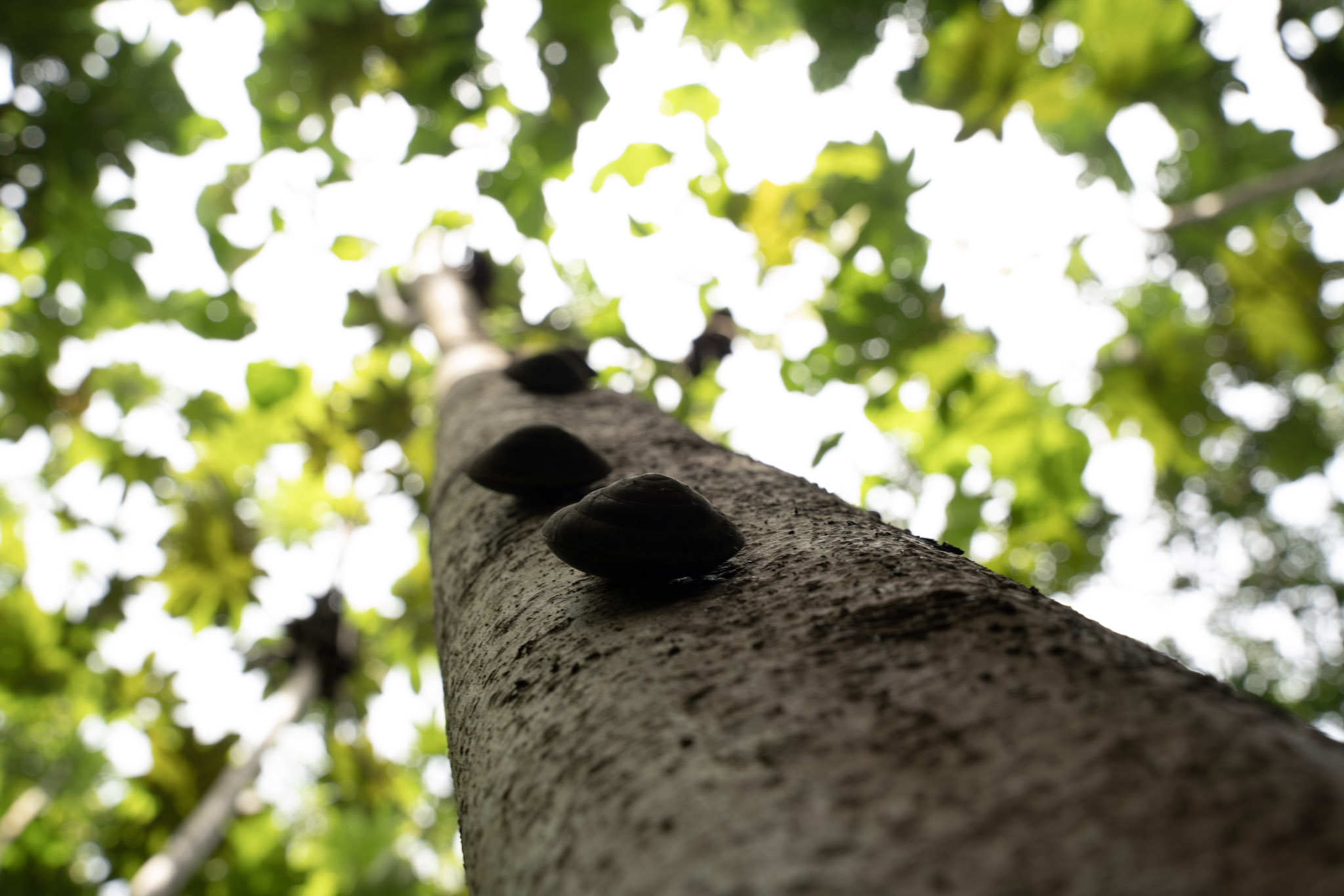 2022-01-02_Yunque - foto 87