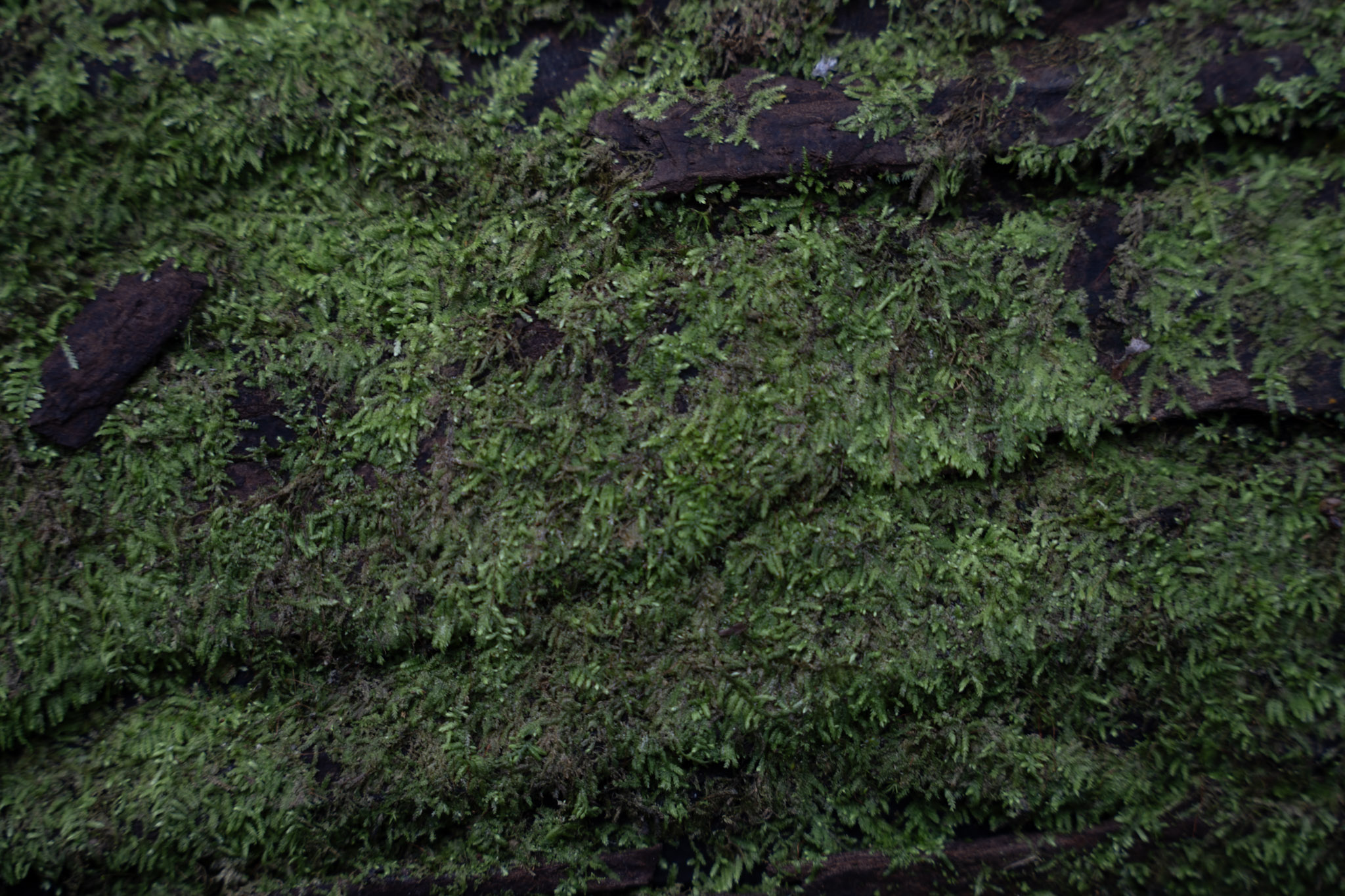 2022-01-02_Yunque - foto 95