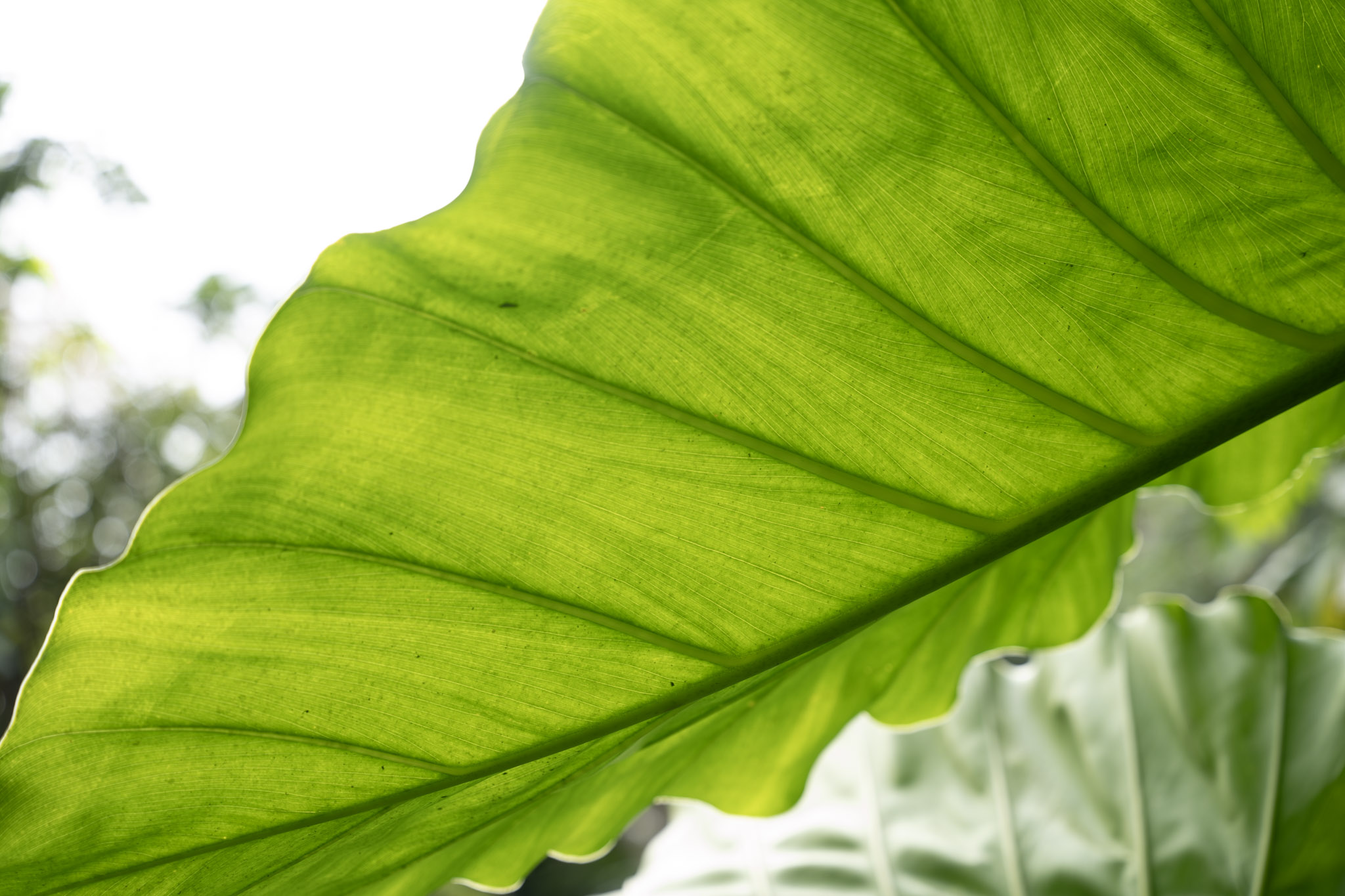 2022-01-02_Yunque - foto 97