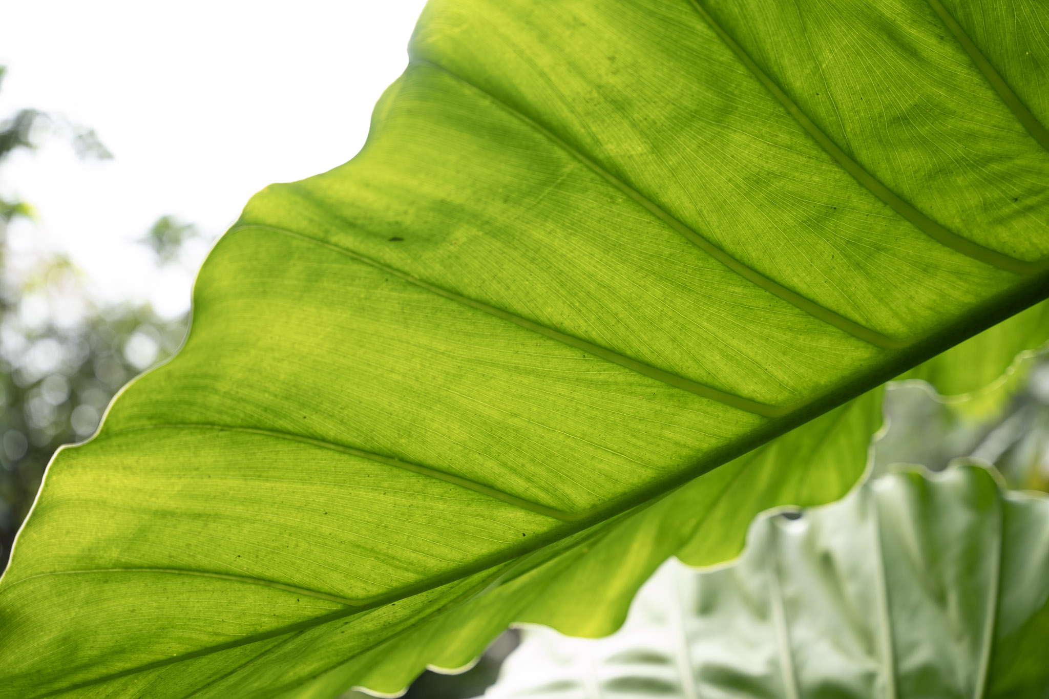 2022-01-02_Yunque - foto 98