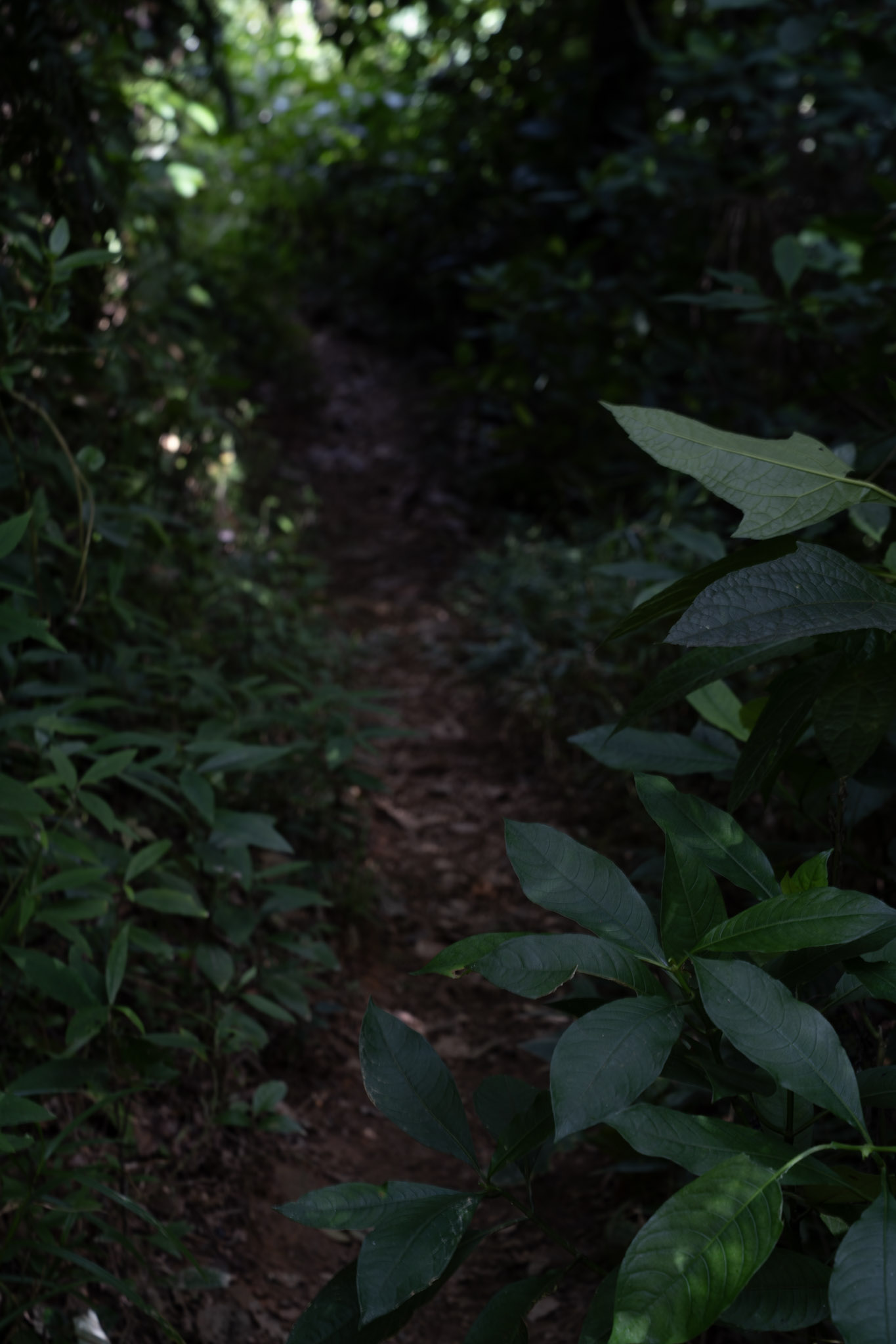 2022-01-02_Yunque - foto 99