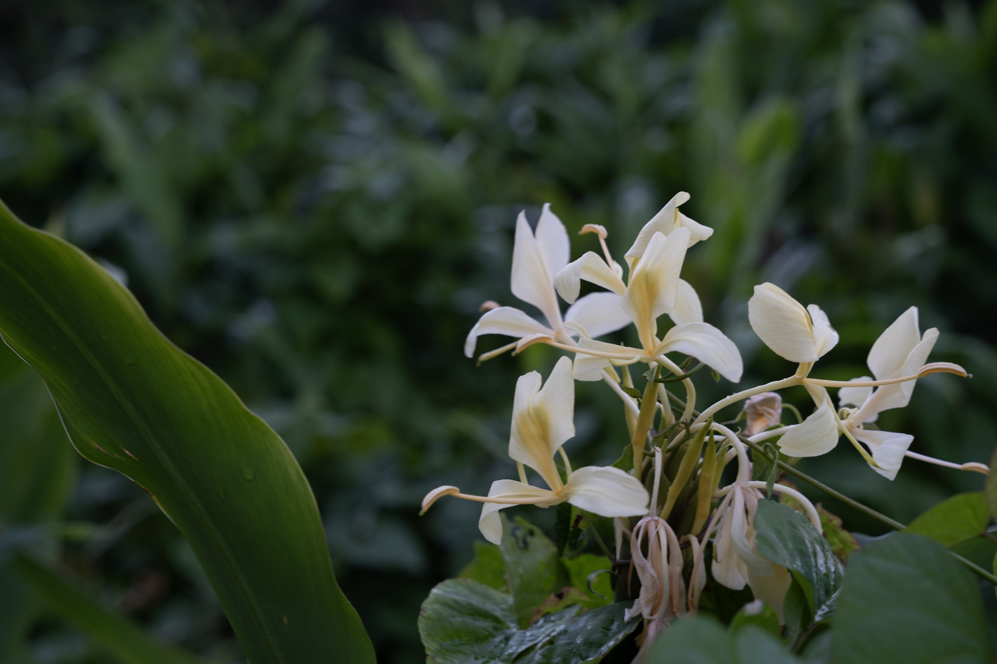 2022-01-02_Yunque - foto 194