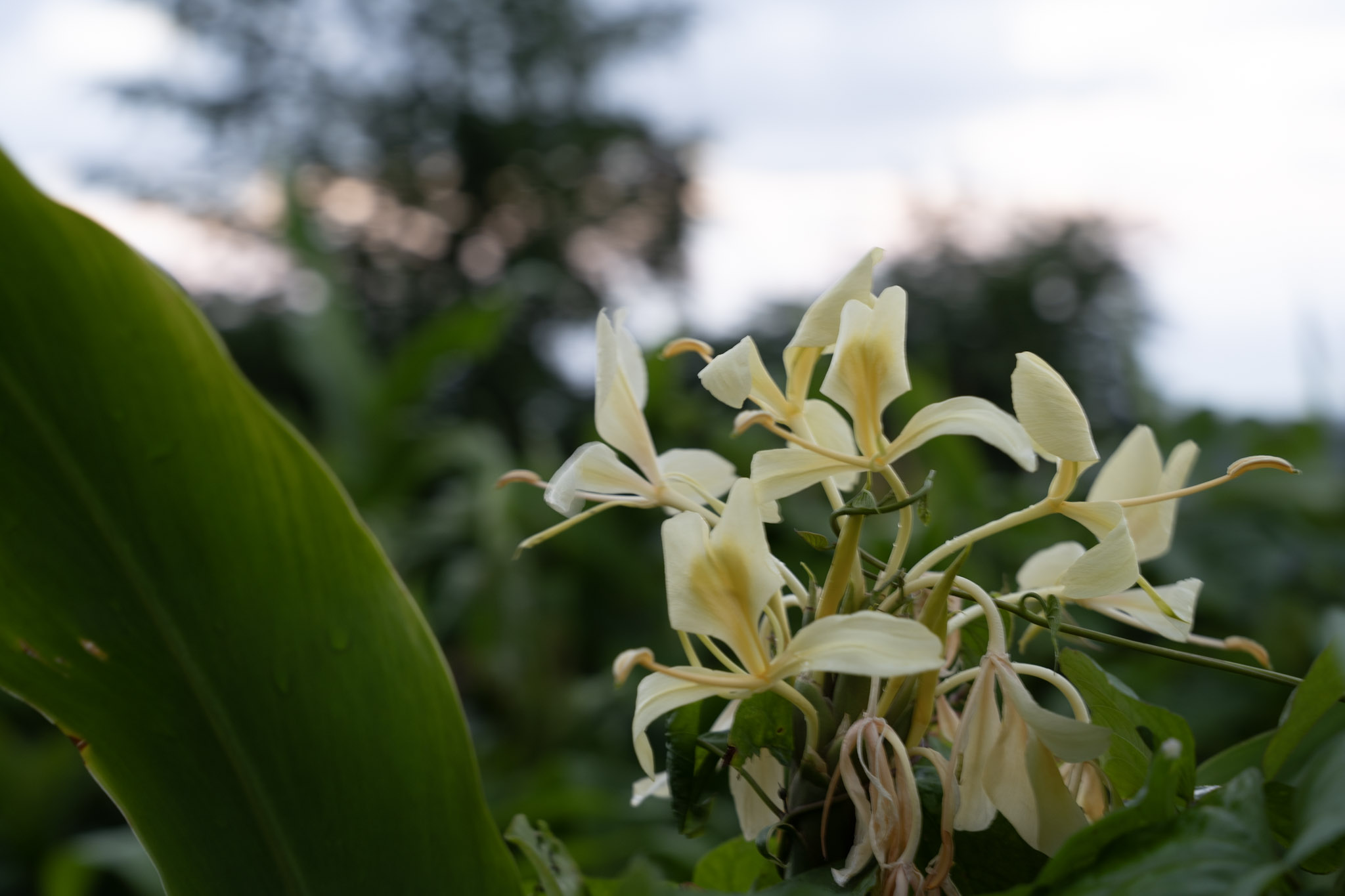 2022-01-02_Yunque - foto 199