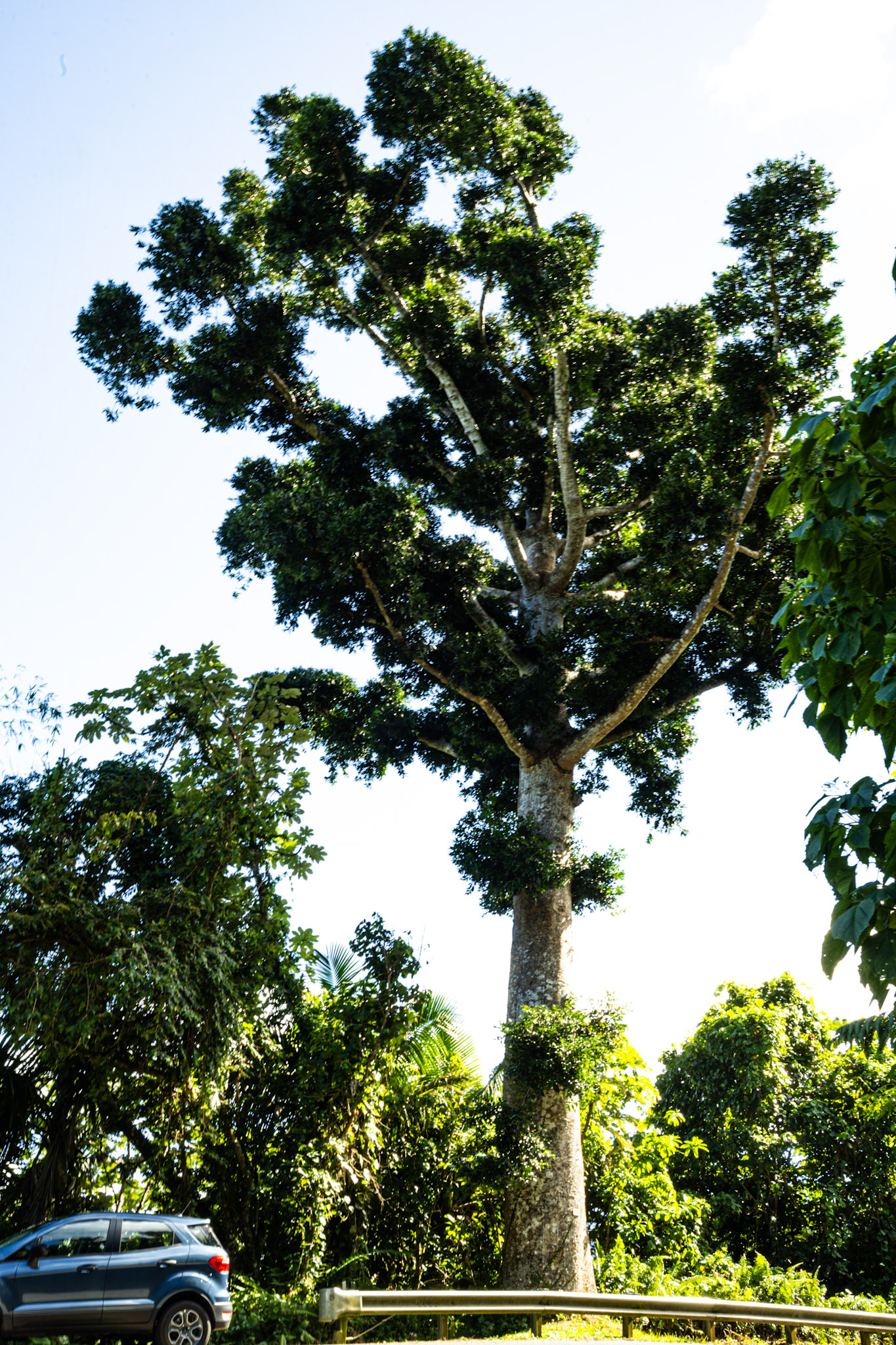 Yunque - foto 41