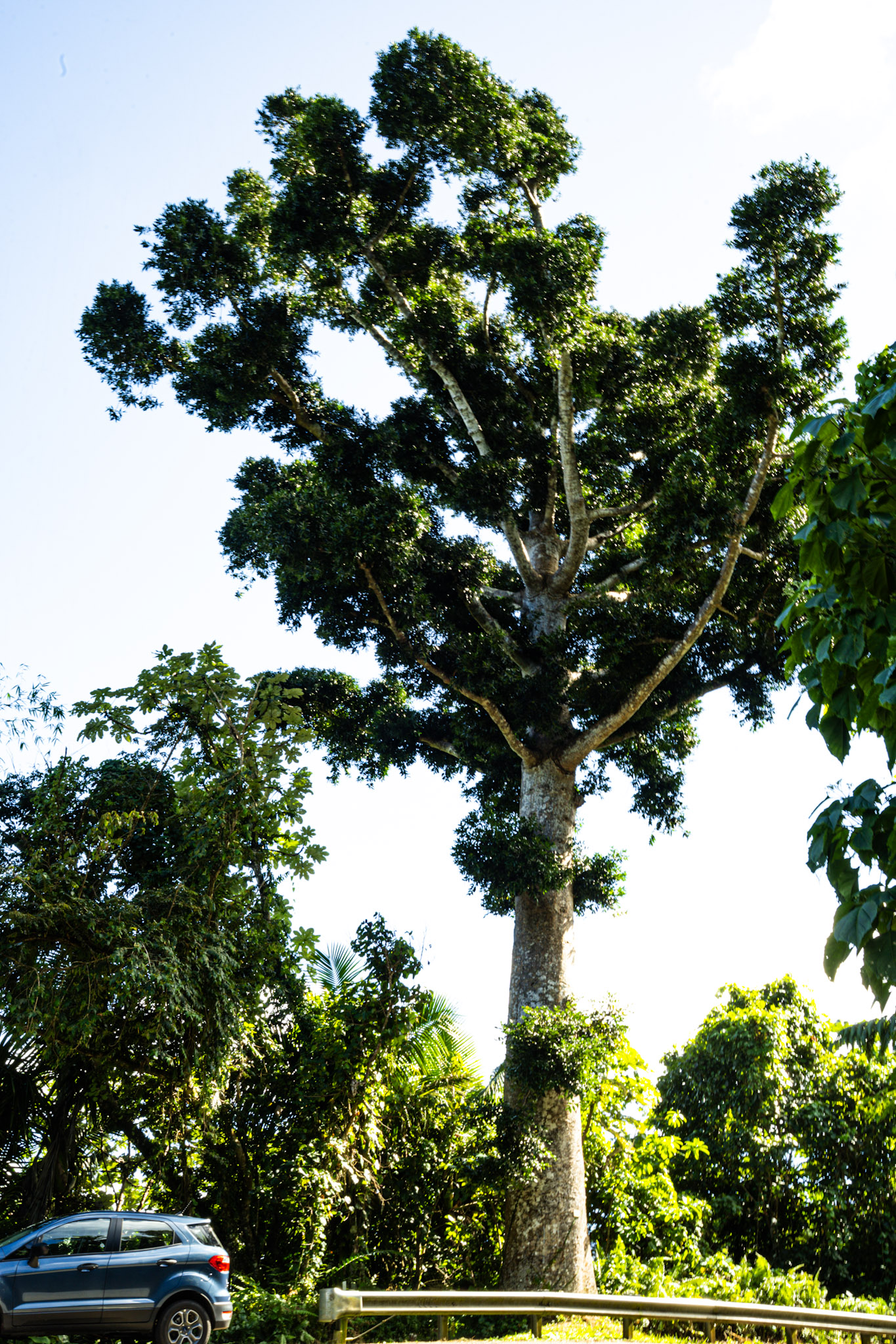 Yunque - foto 42