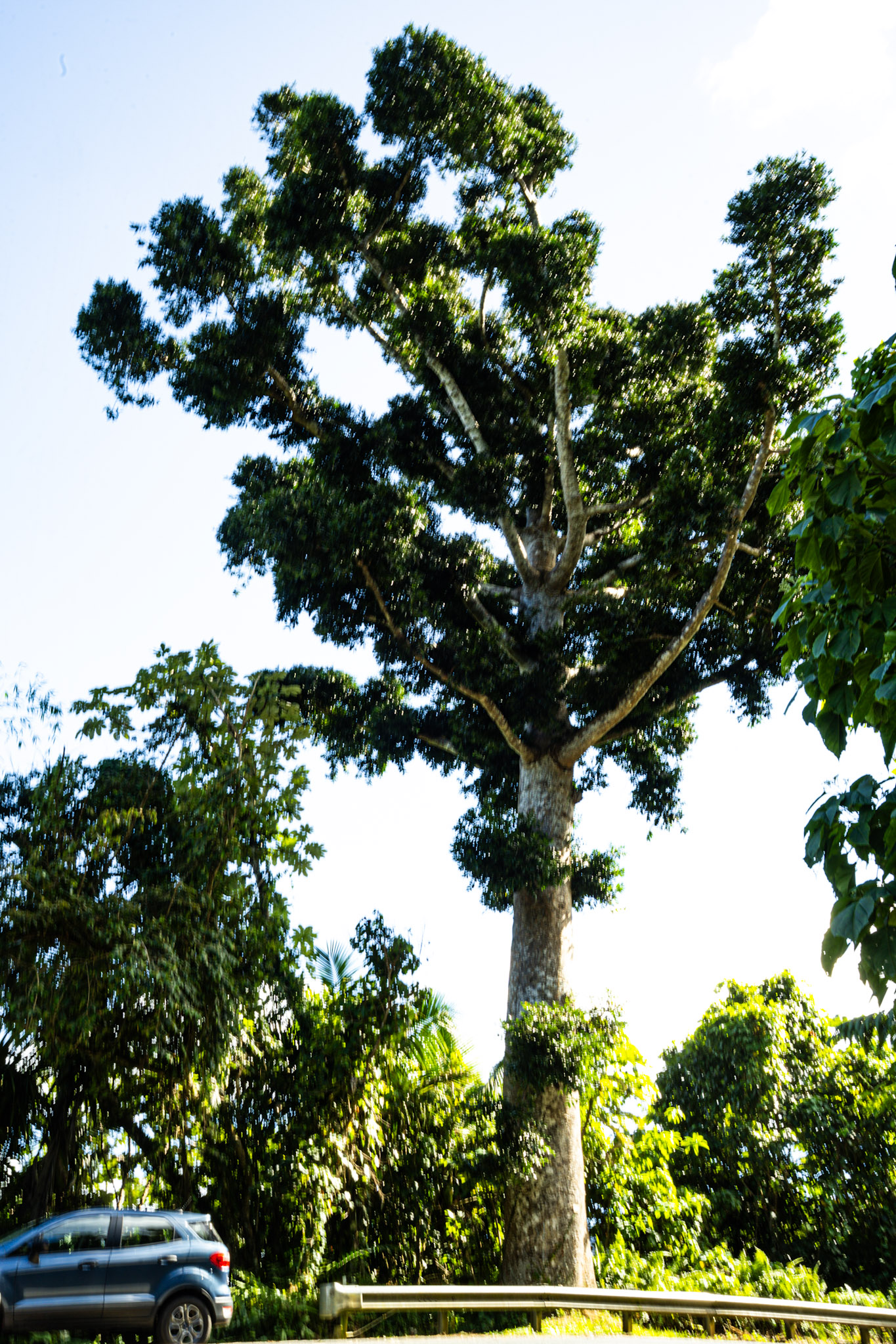 Yunque - foto 43