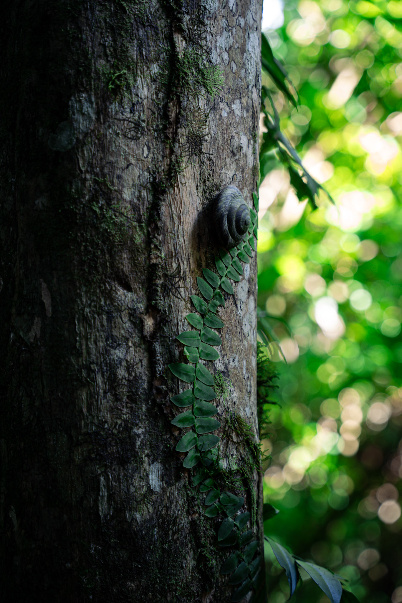 Yunque - foto 47