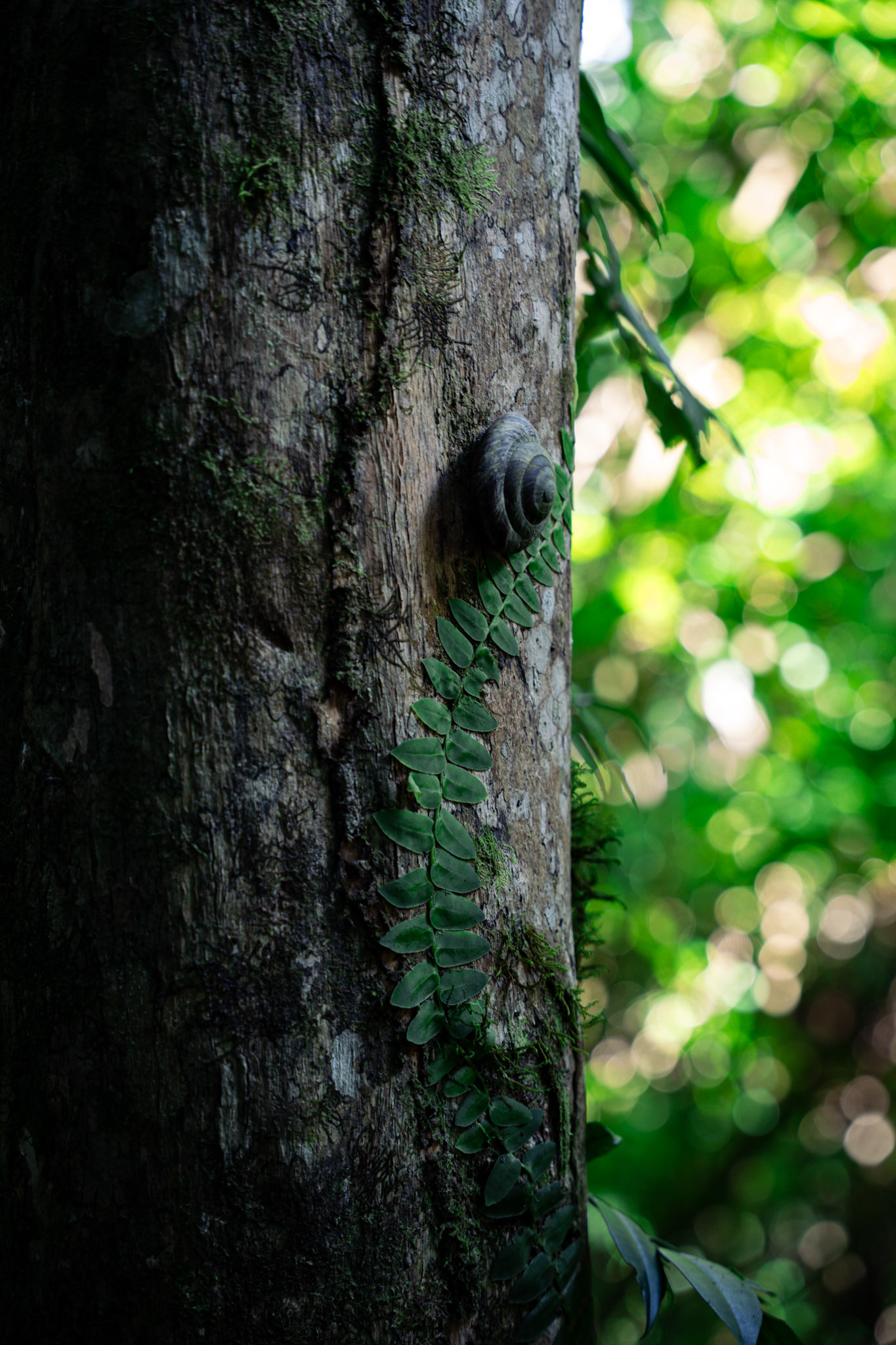 Yunque - foto 48