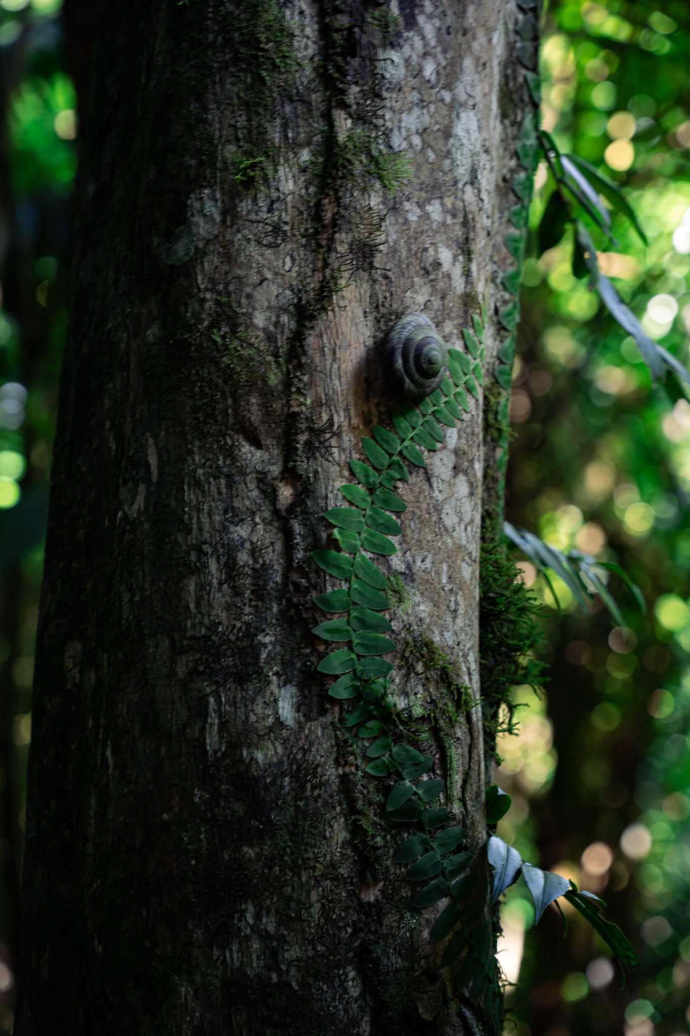 Yunque - foto 49