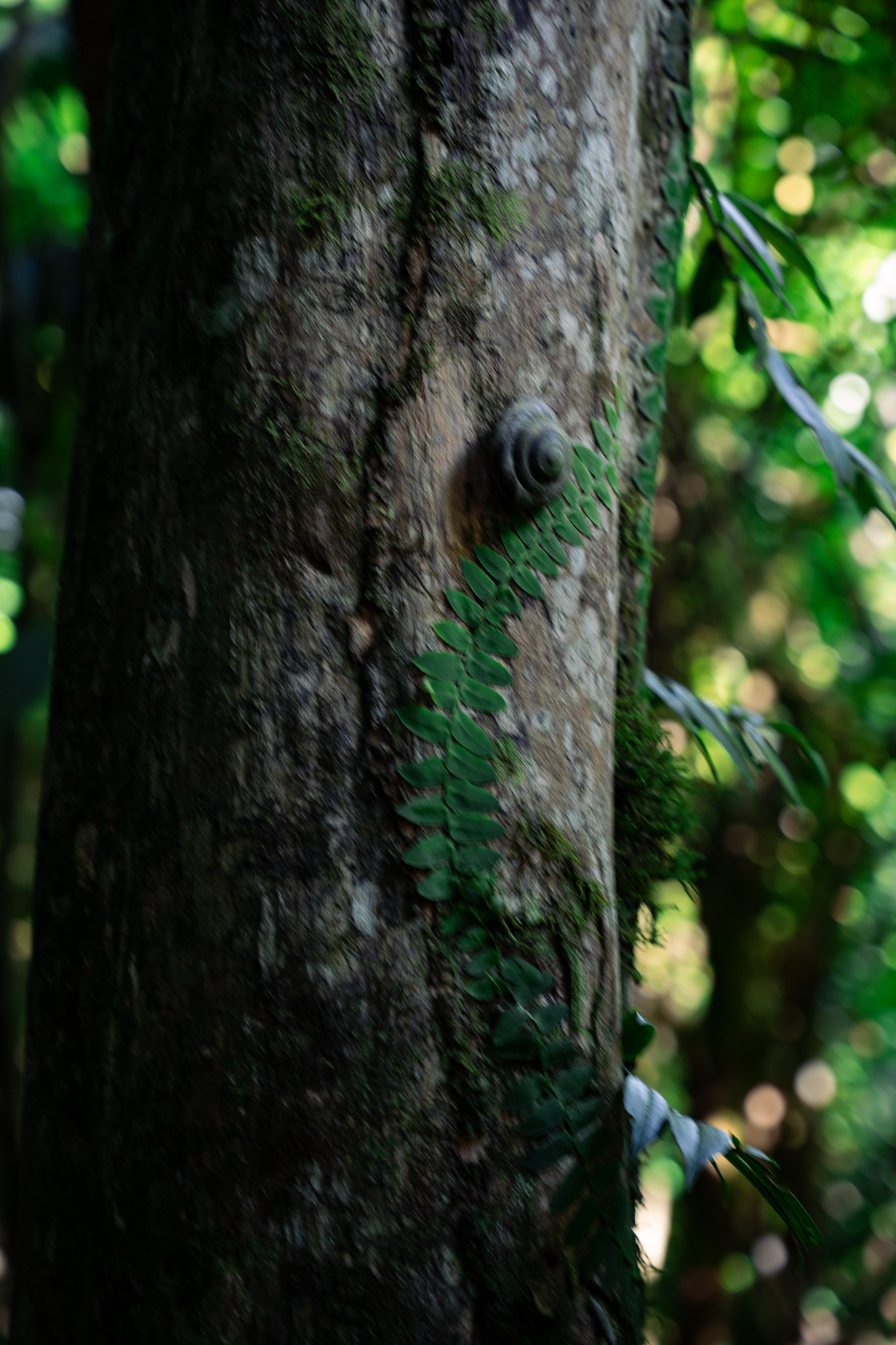 Yunque - foto 50