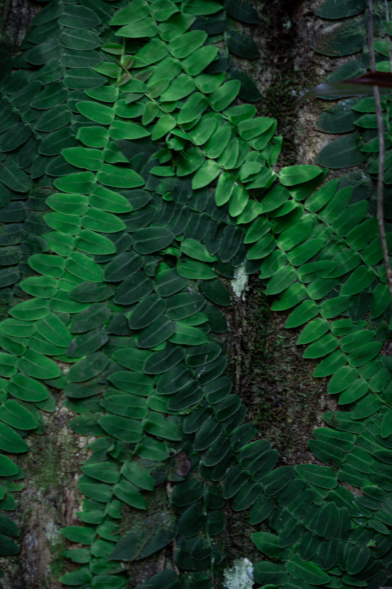 Yunque - foto 51