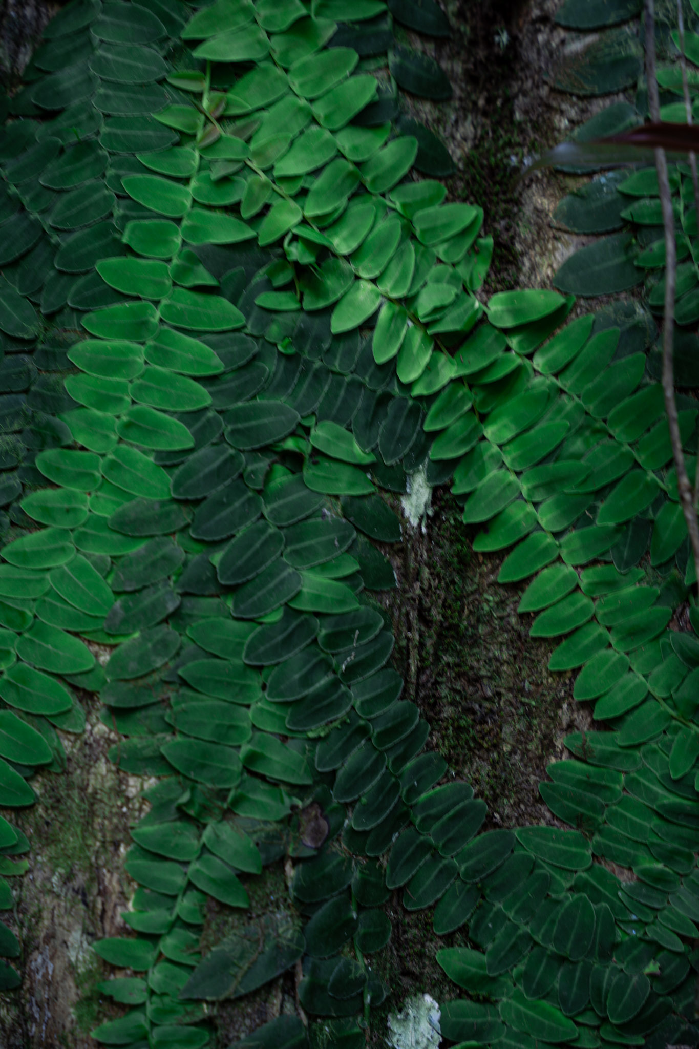 Yunque - foto 52