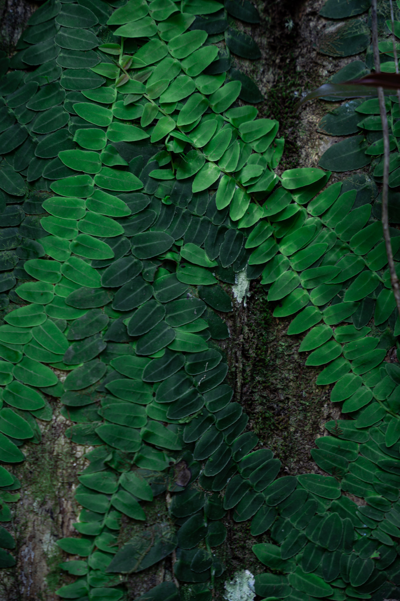Yunque - foto 53