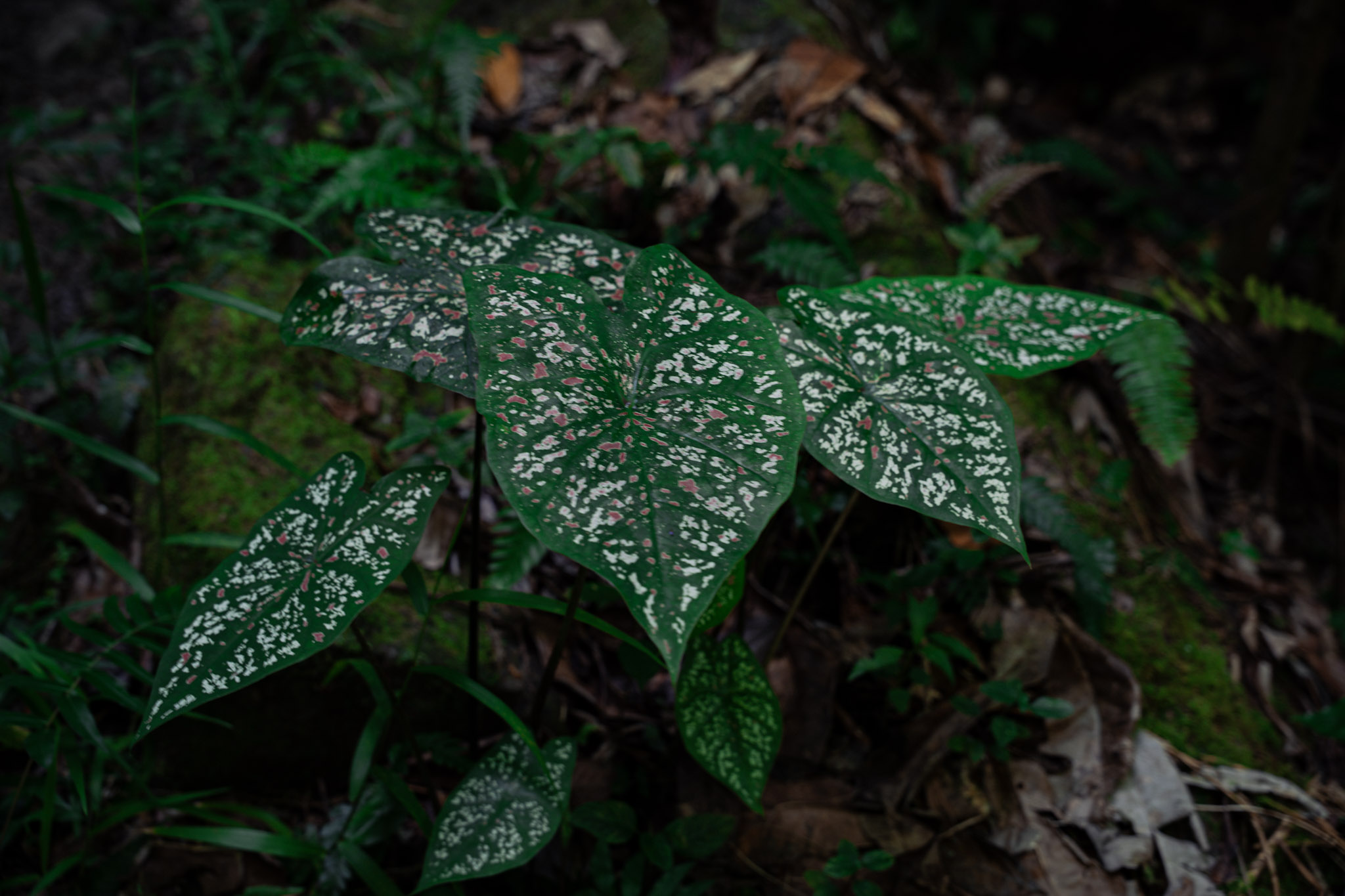 Yunque - foto 54