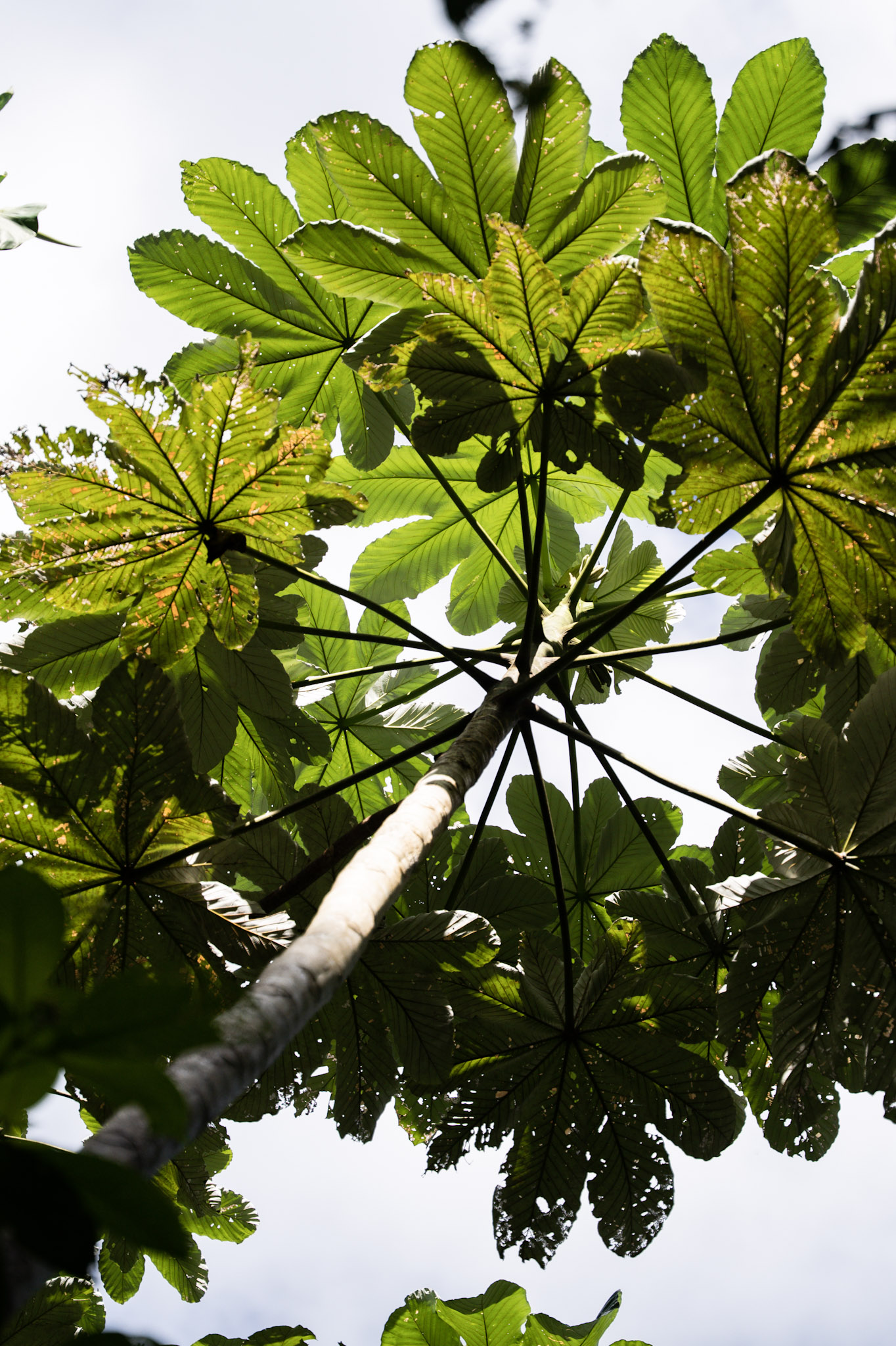 Yunque - foto 60