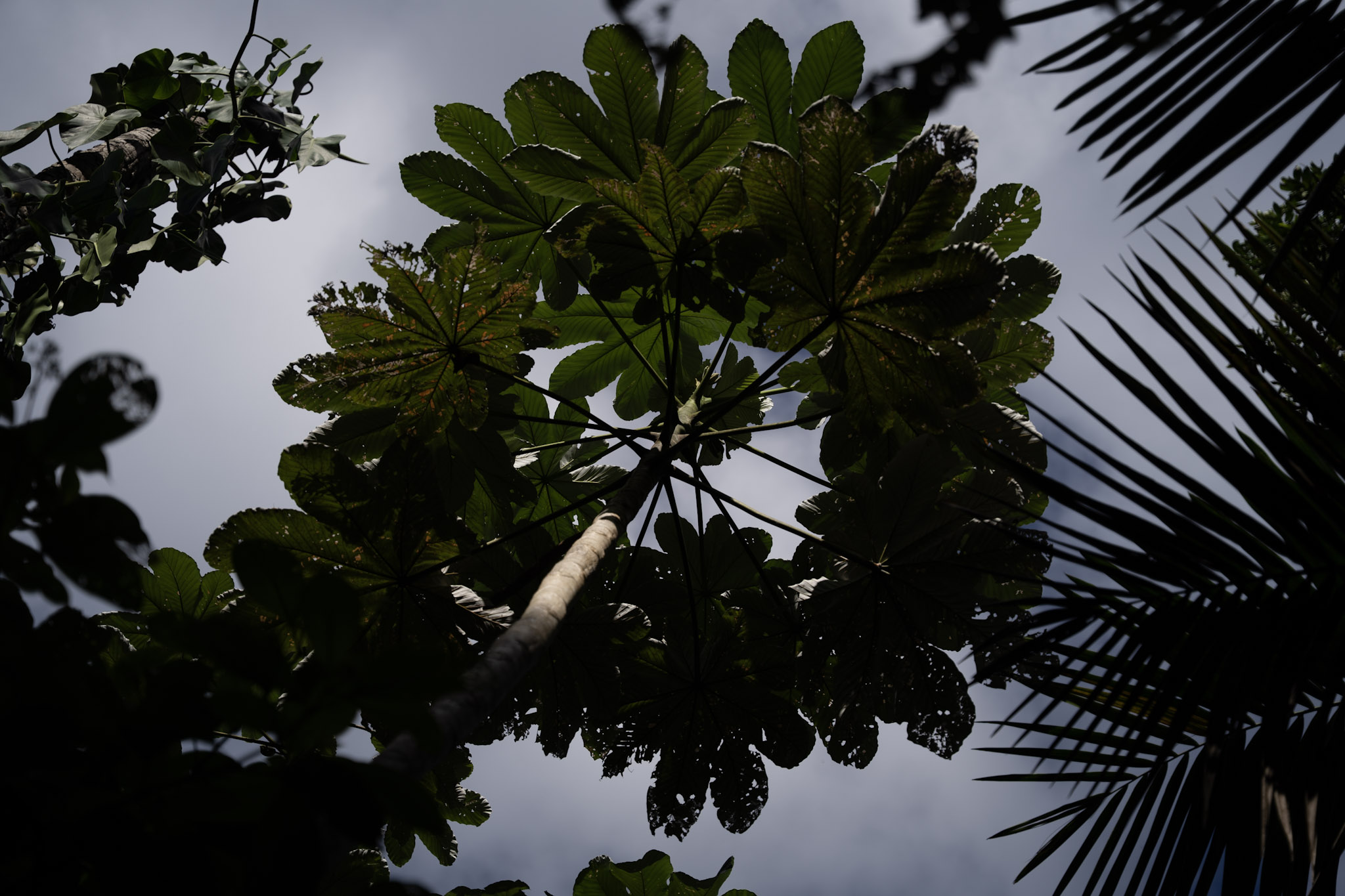 Yunque - foto 61