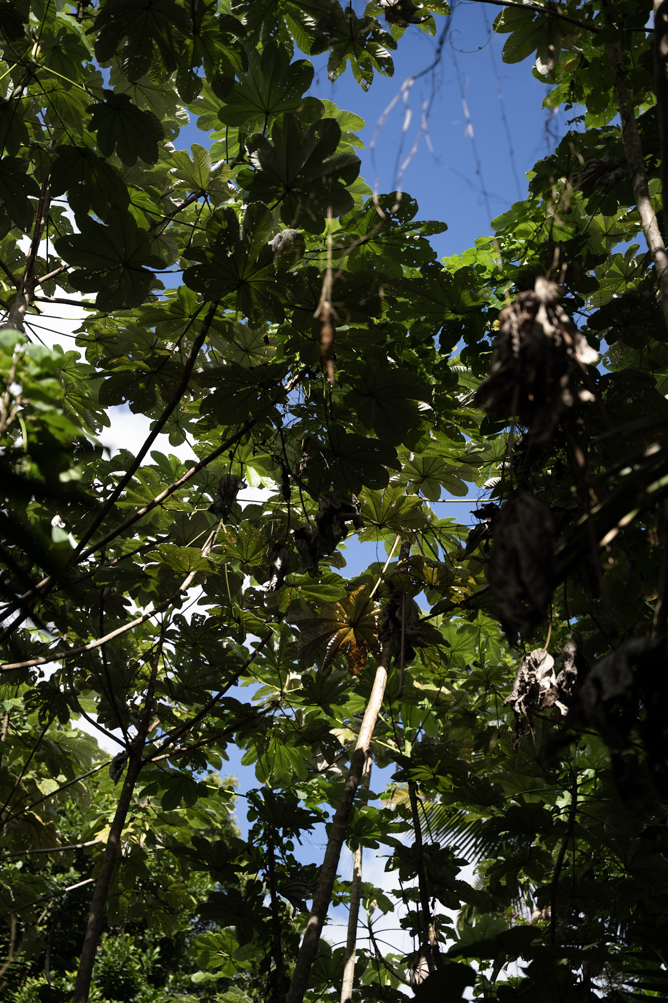 Yunque - foto 62