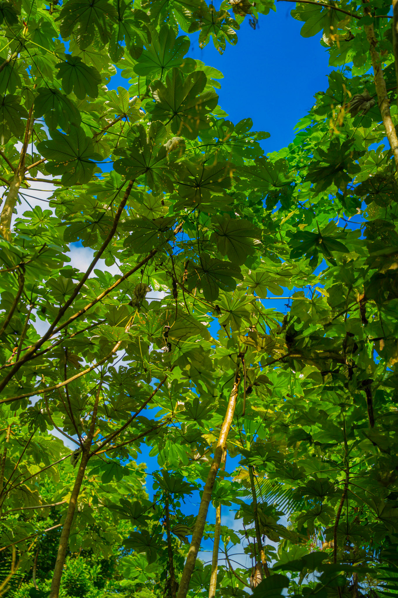 Yunque - foto 63