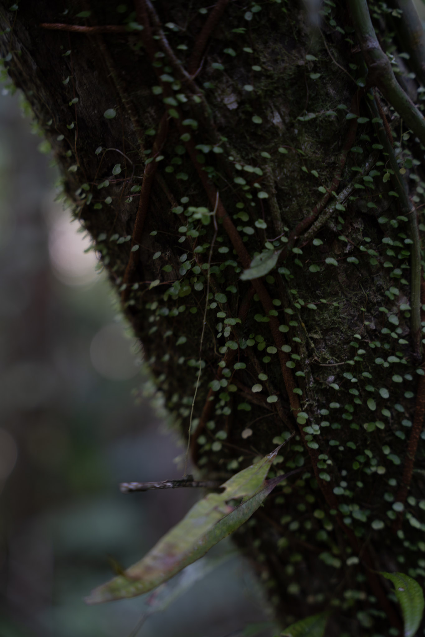 Yunque - foto 64