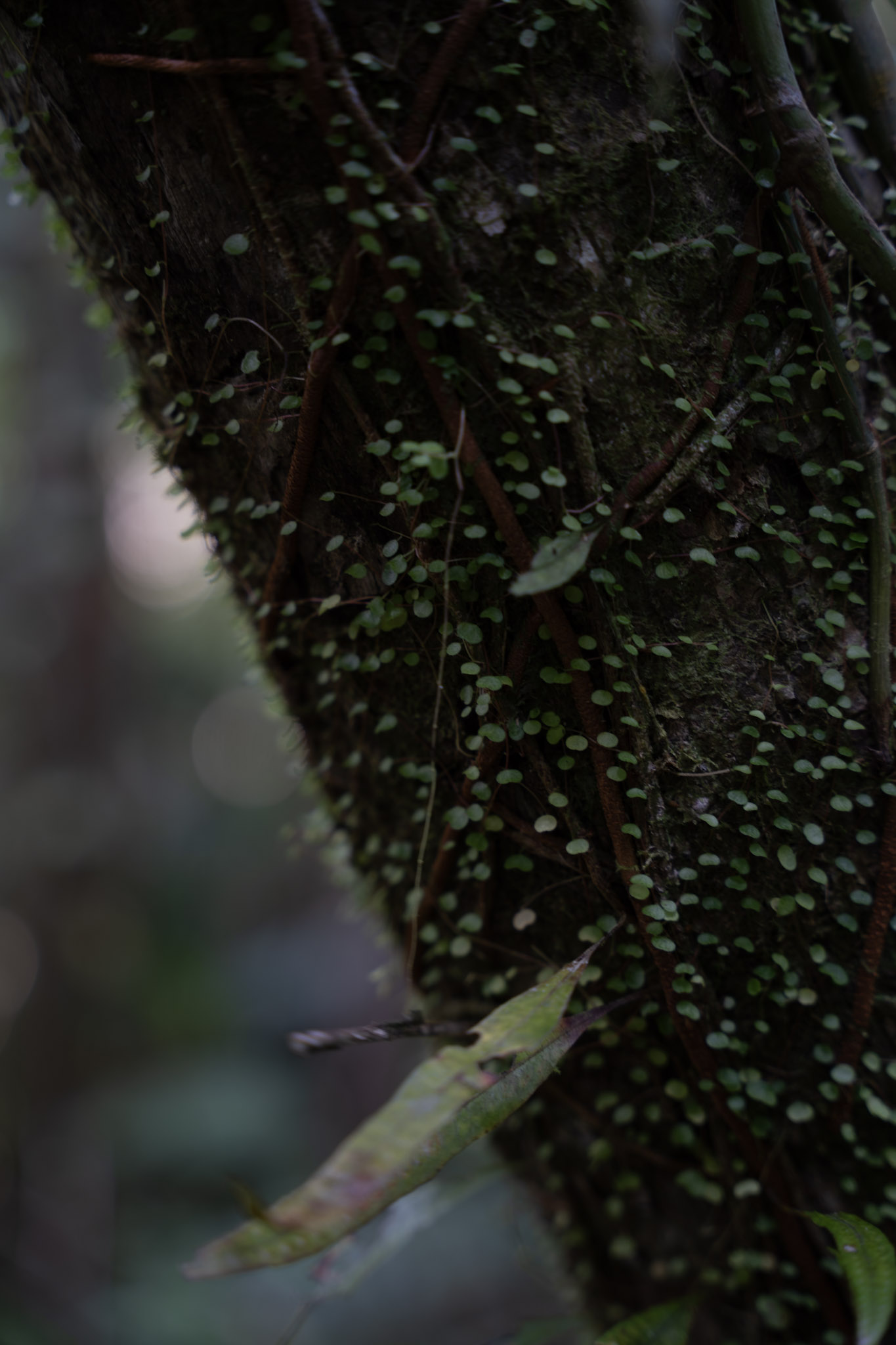 Yunque - foto 65