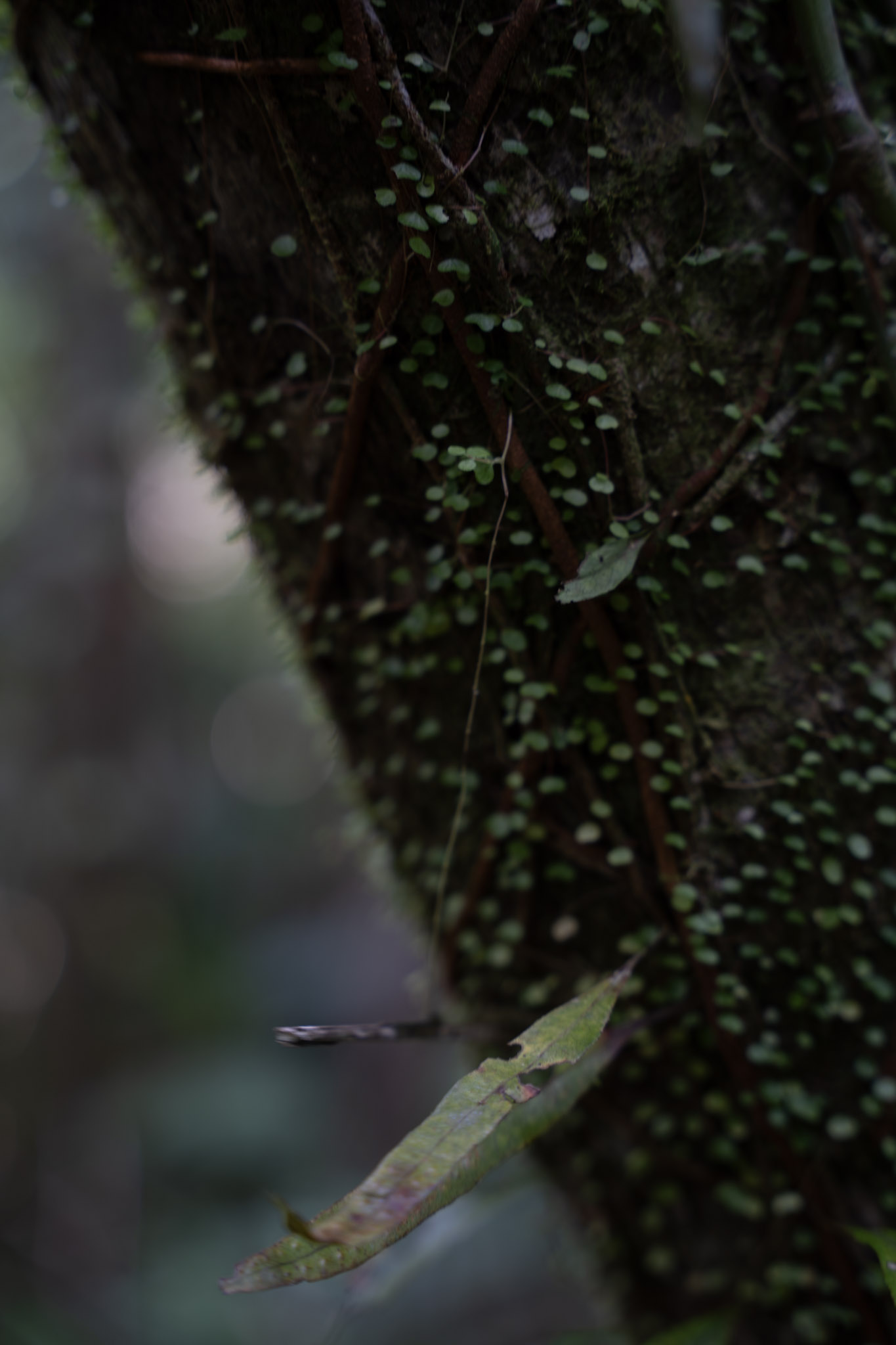 Yunque - foto 66