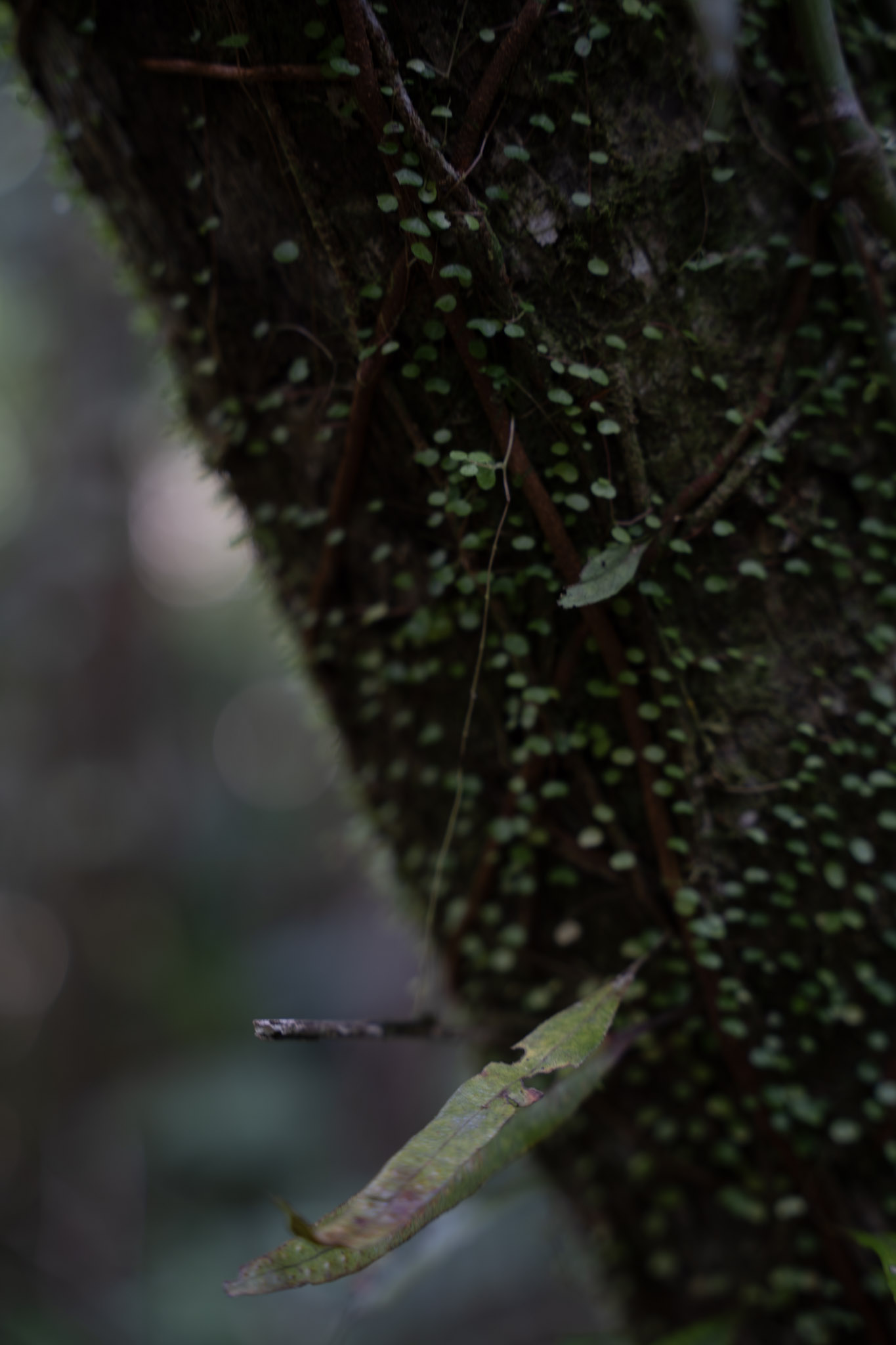 Yunque - foto 67