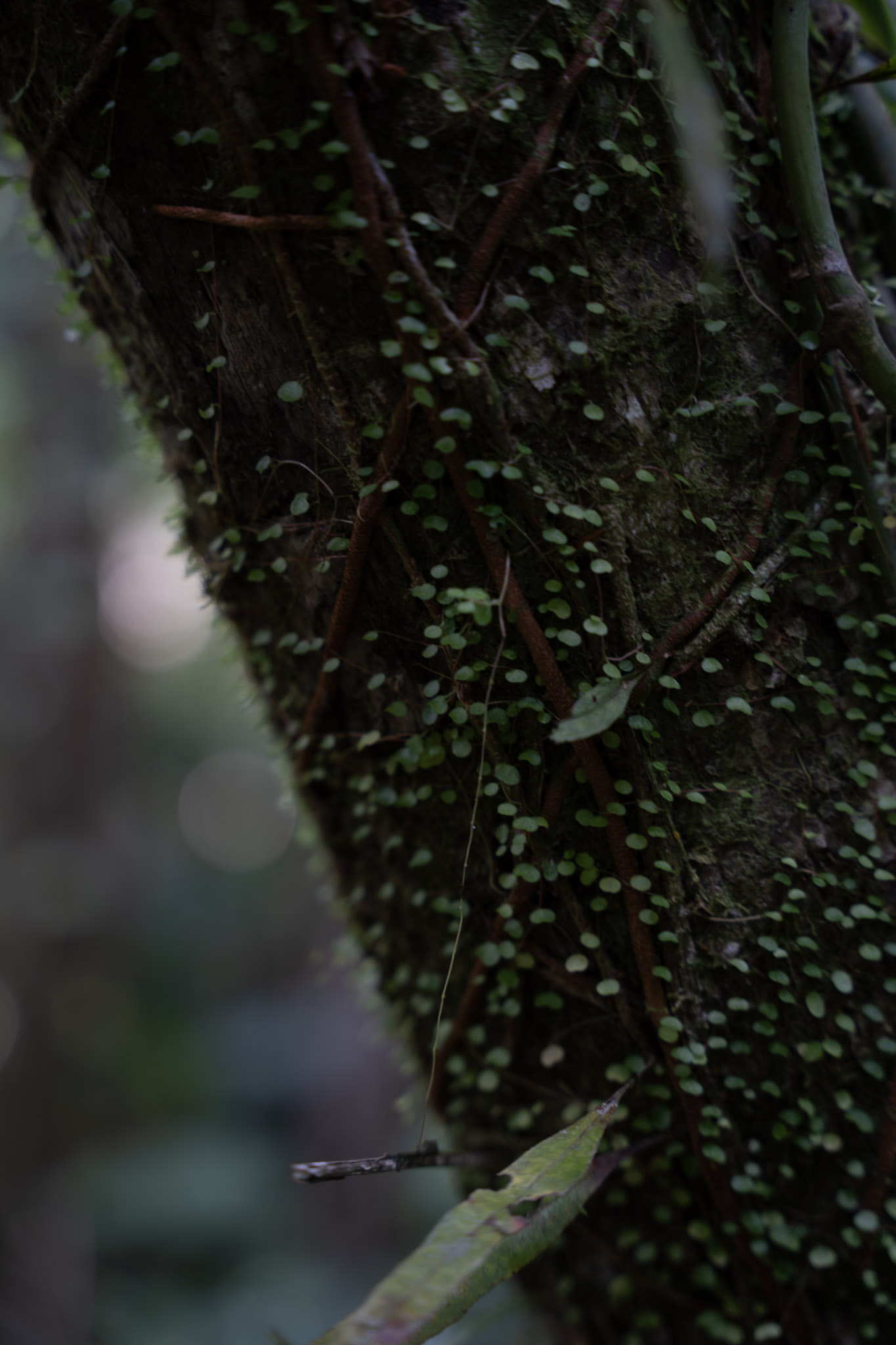 Yunque - foto 68