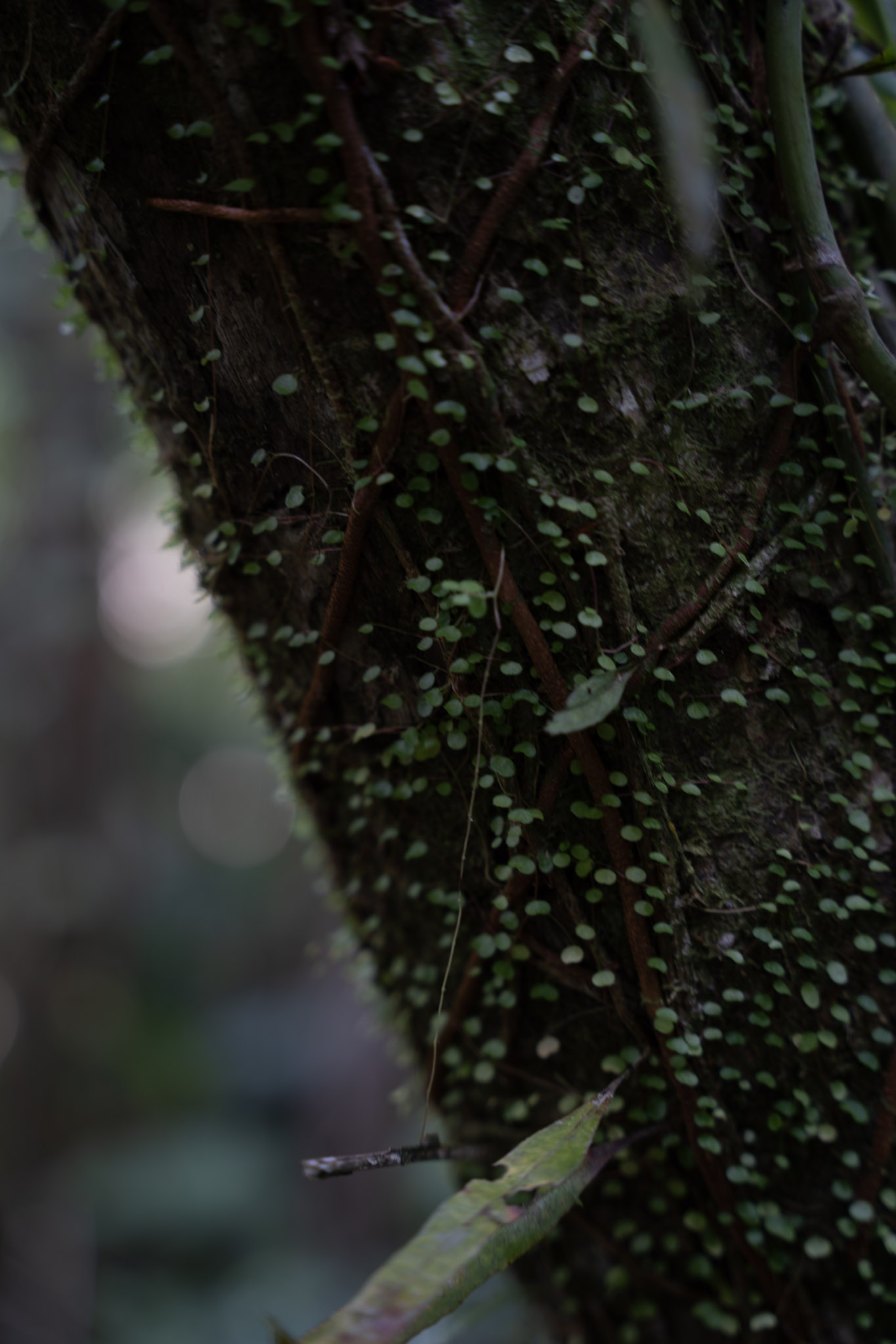 Yunque - foto 69