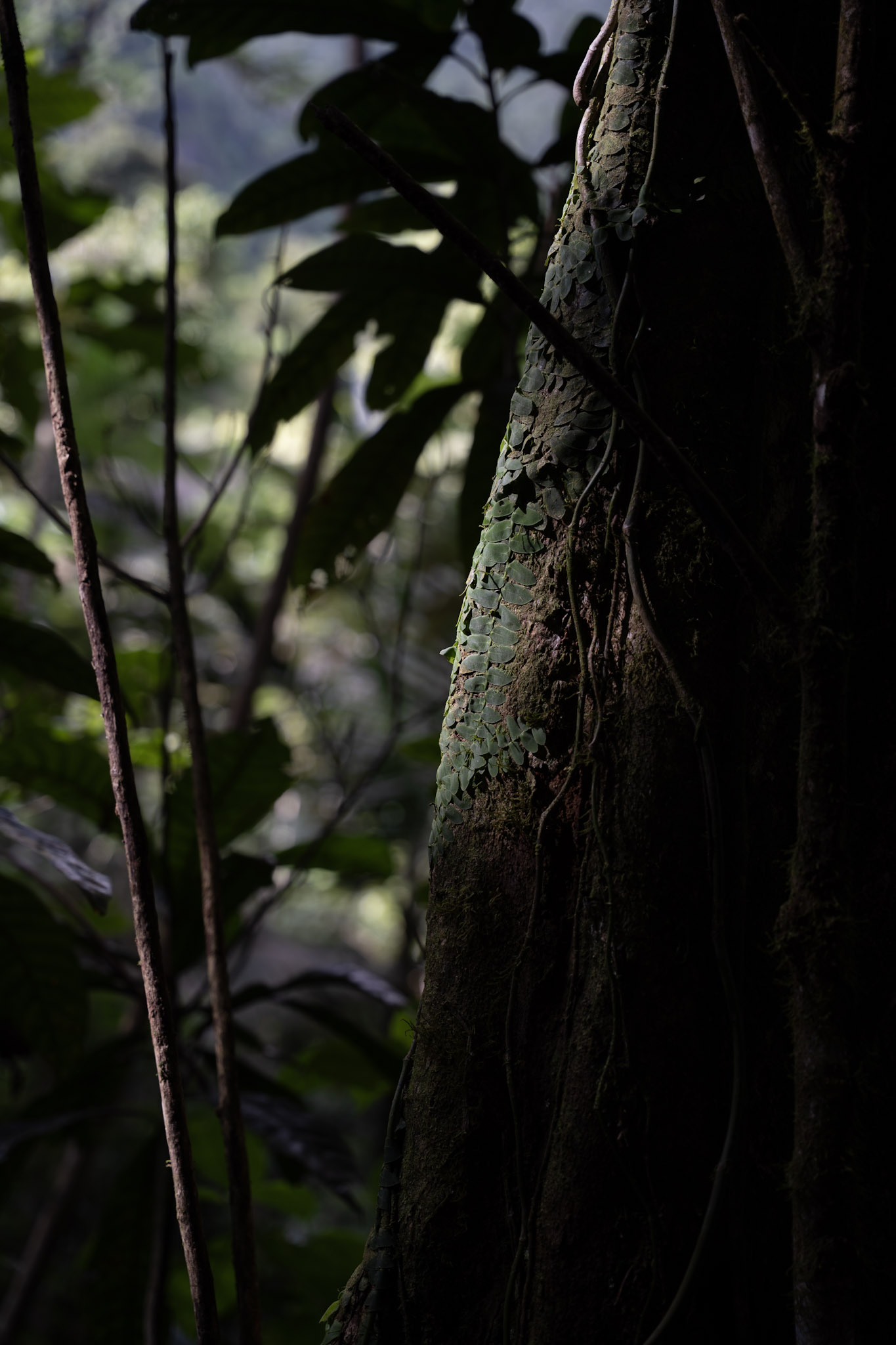 Yunque - foto 71