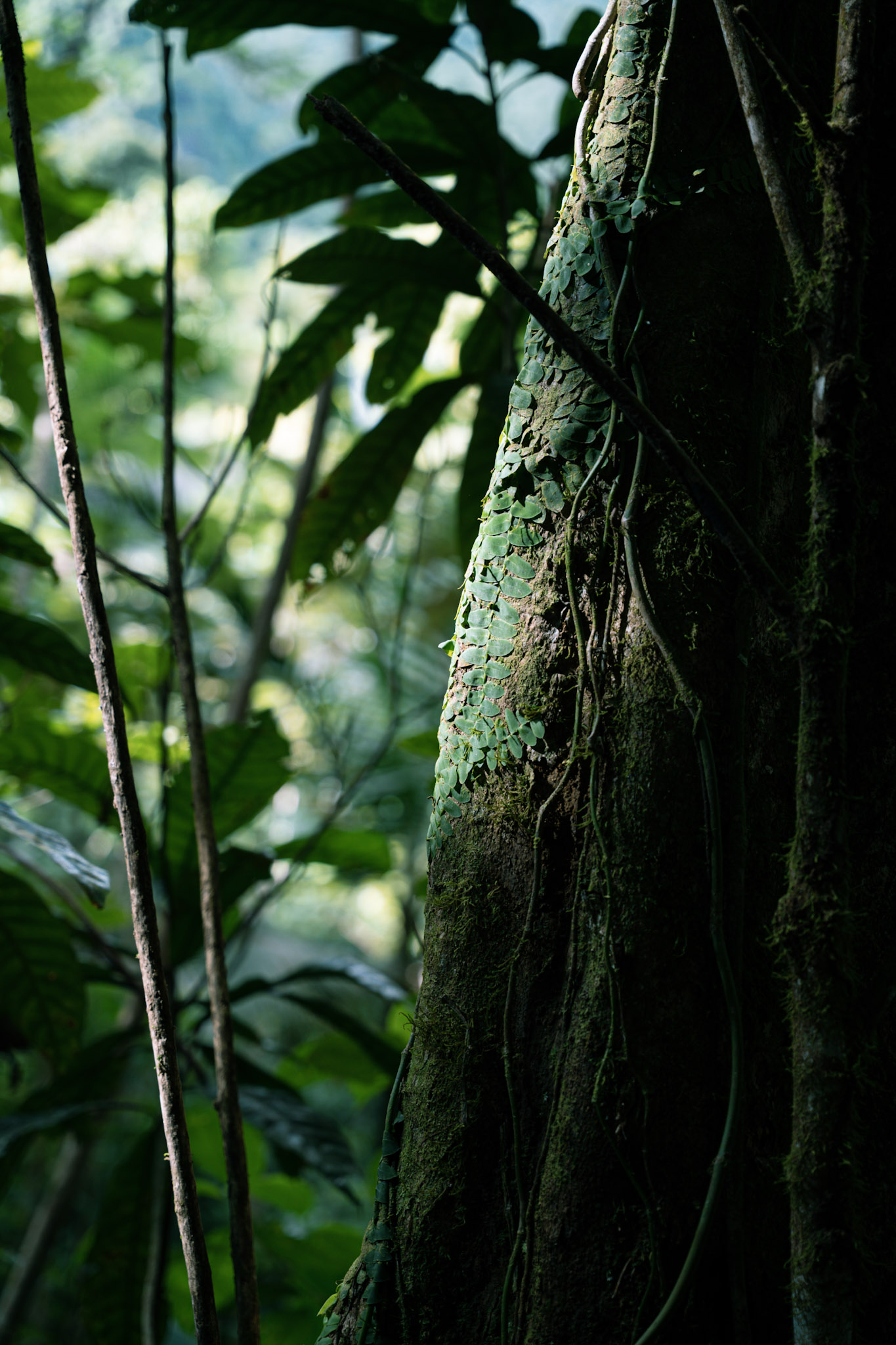 Yunque - foto 72