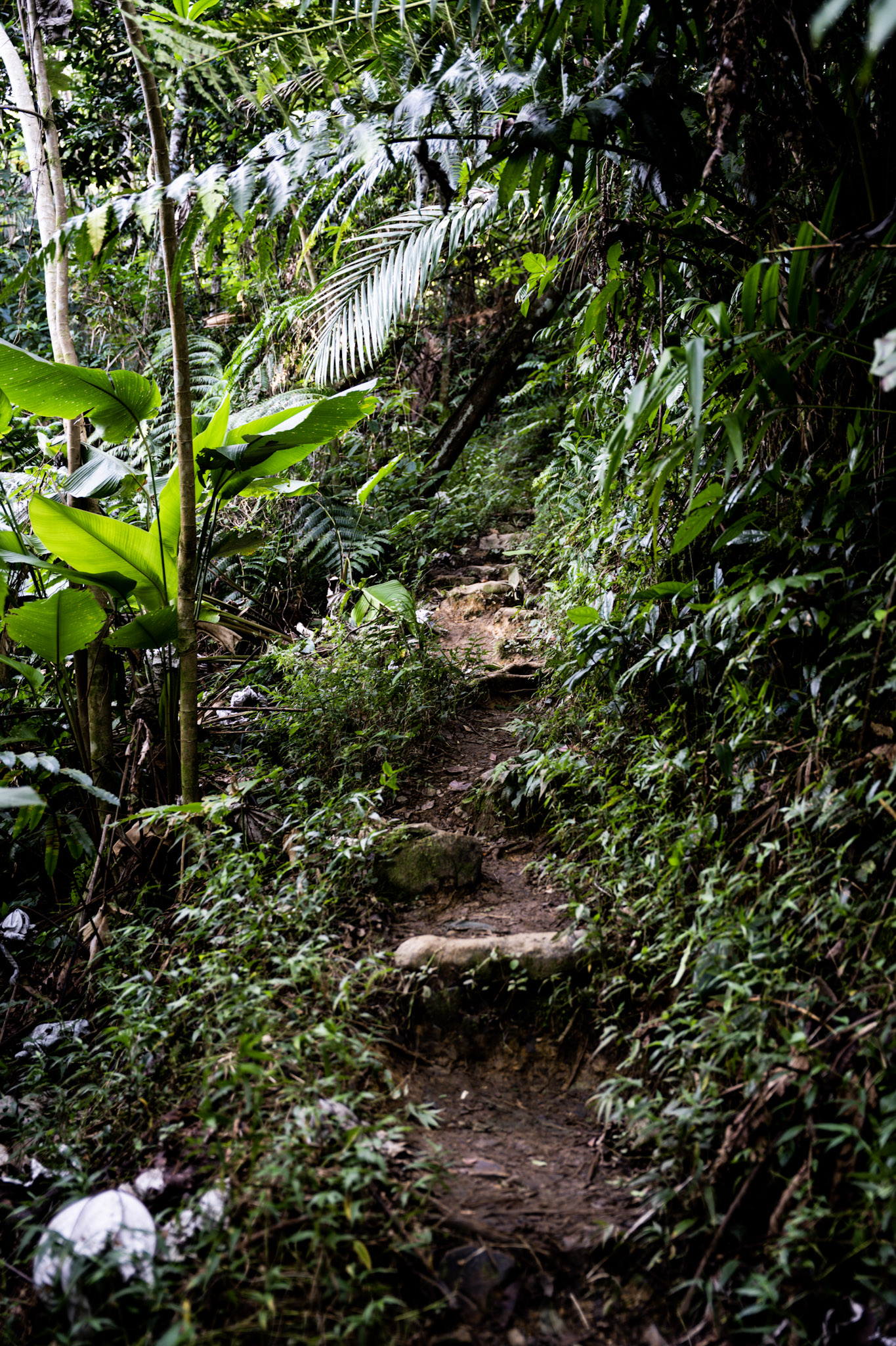 Yunque - foto 73