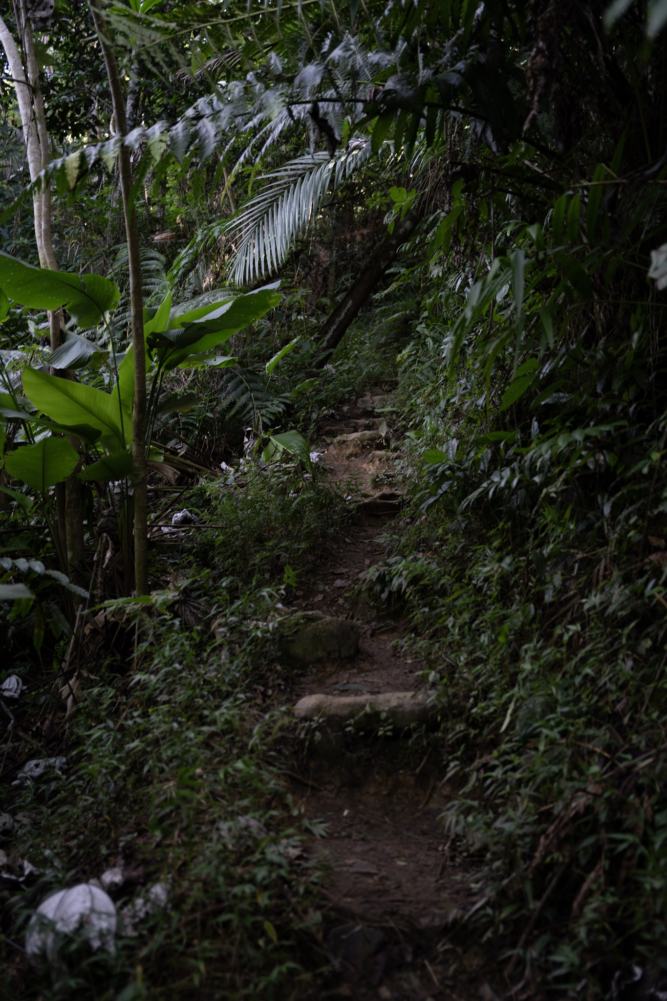 Yunque - foto 74