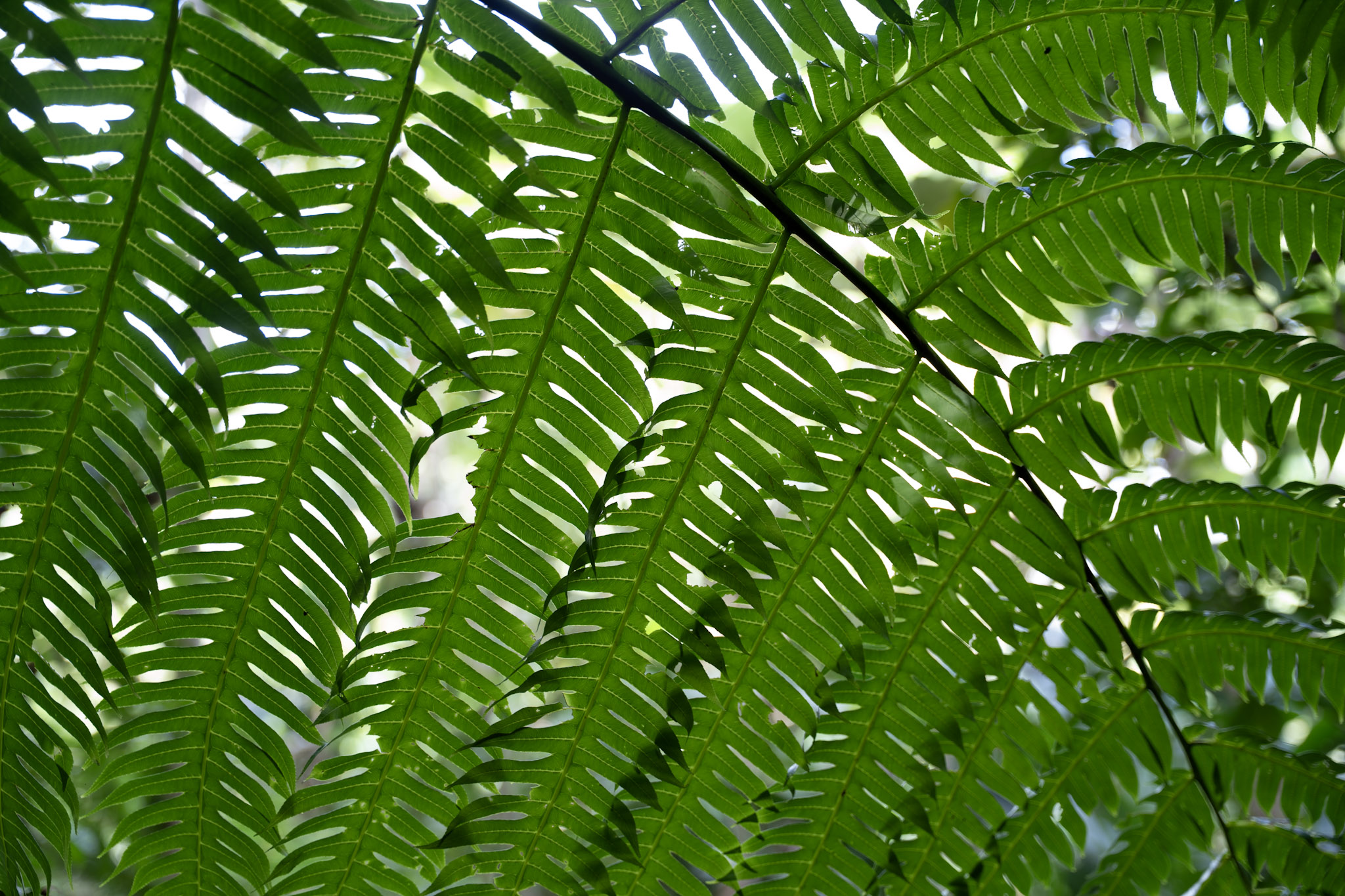 Yunque - foto 75