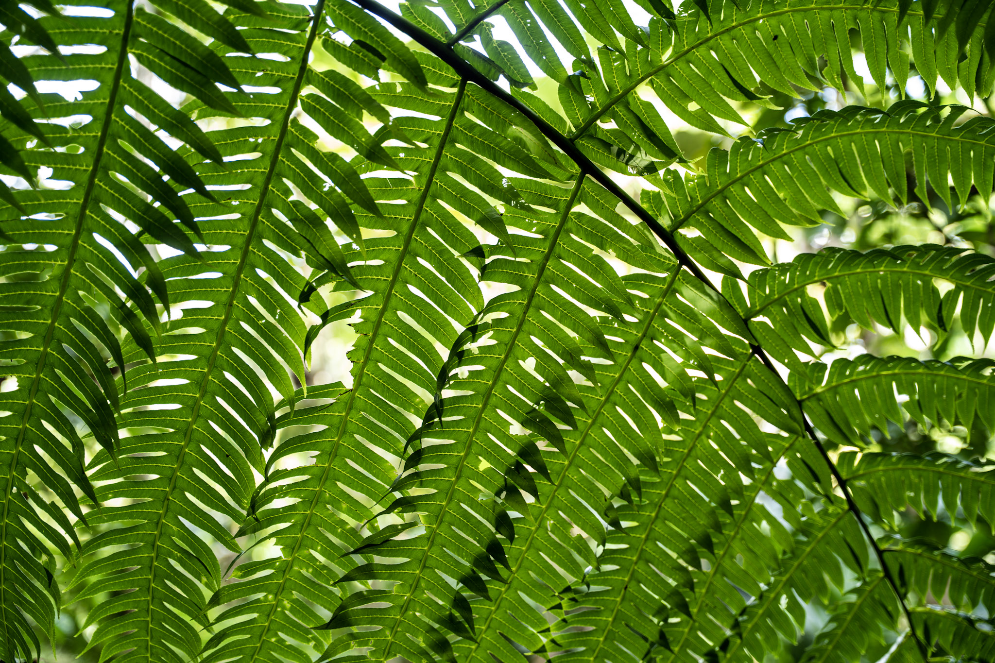 Yunque - foto 76