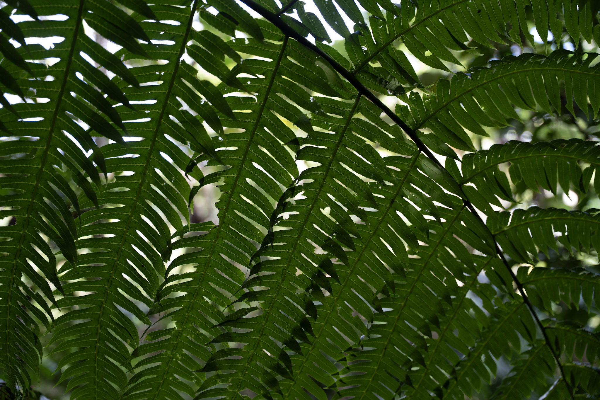 Yunque - foto 77