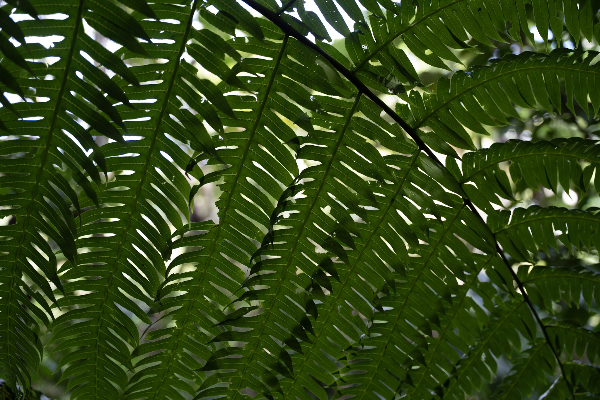 Yunque - foto 78