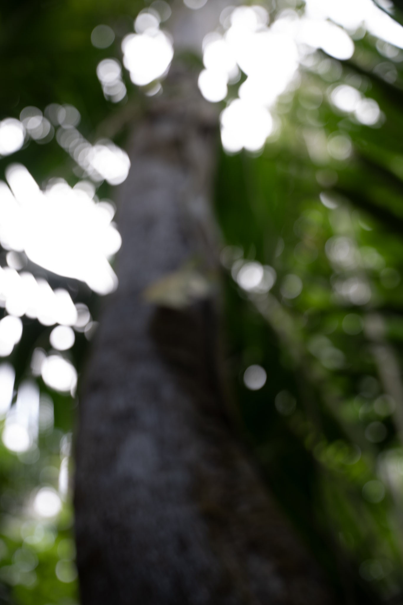 Yunque - foto 79