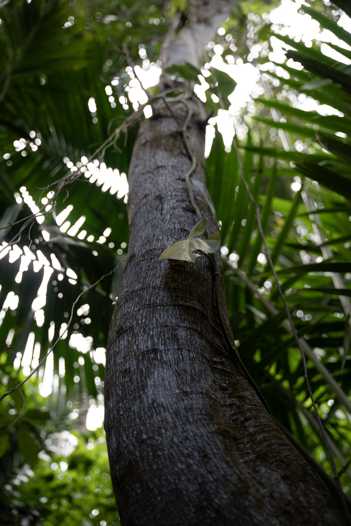 Yunque - foto 80